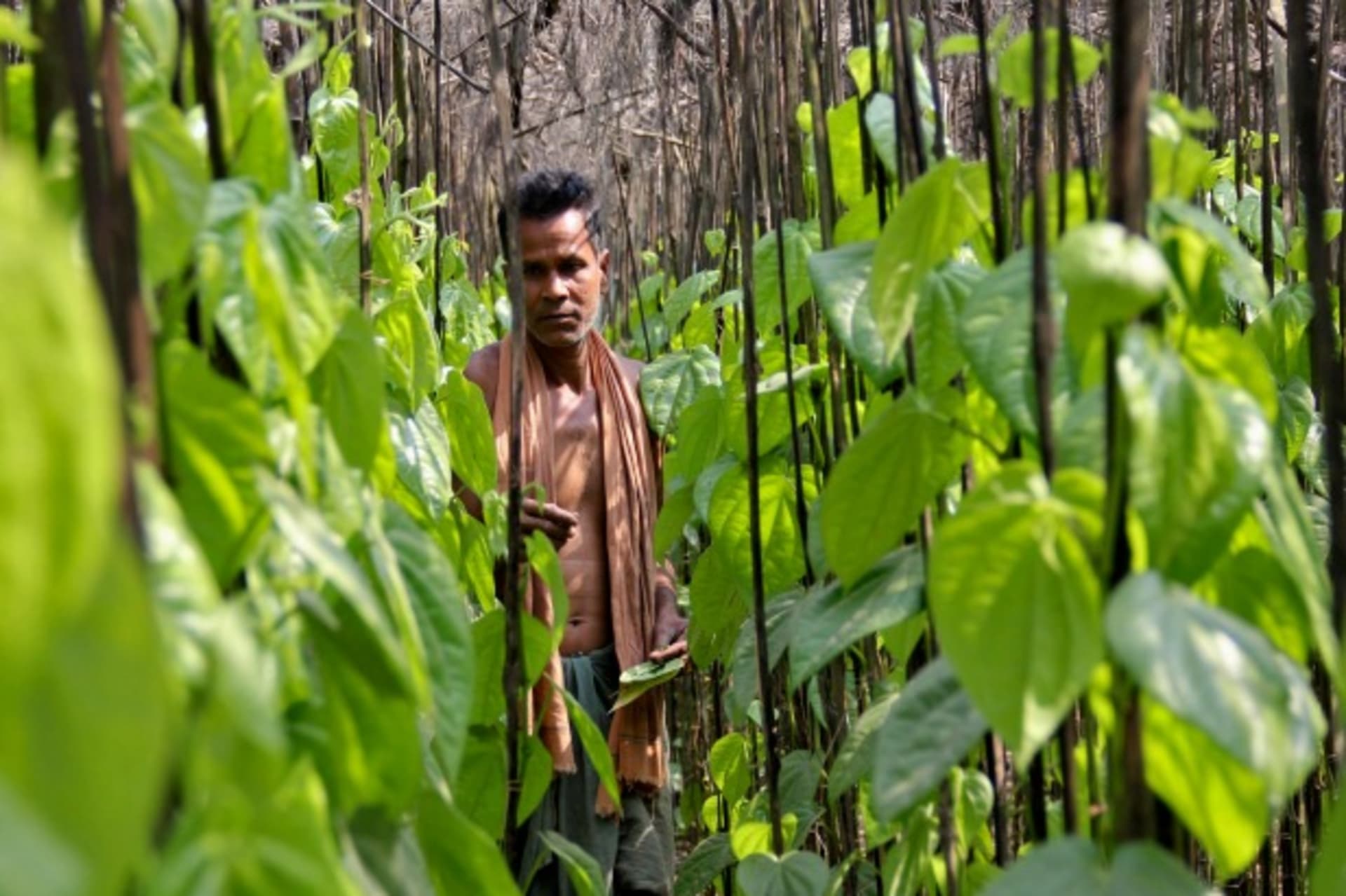 <p>A farmer collects betel leaves near POSCO India’s Odisha Project site in the eastern Indian state of Odisha, February 2013 (Courtesy Reuters).</p>
