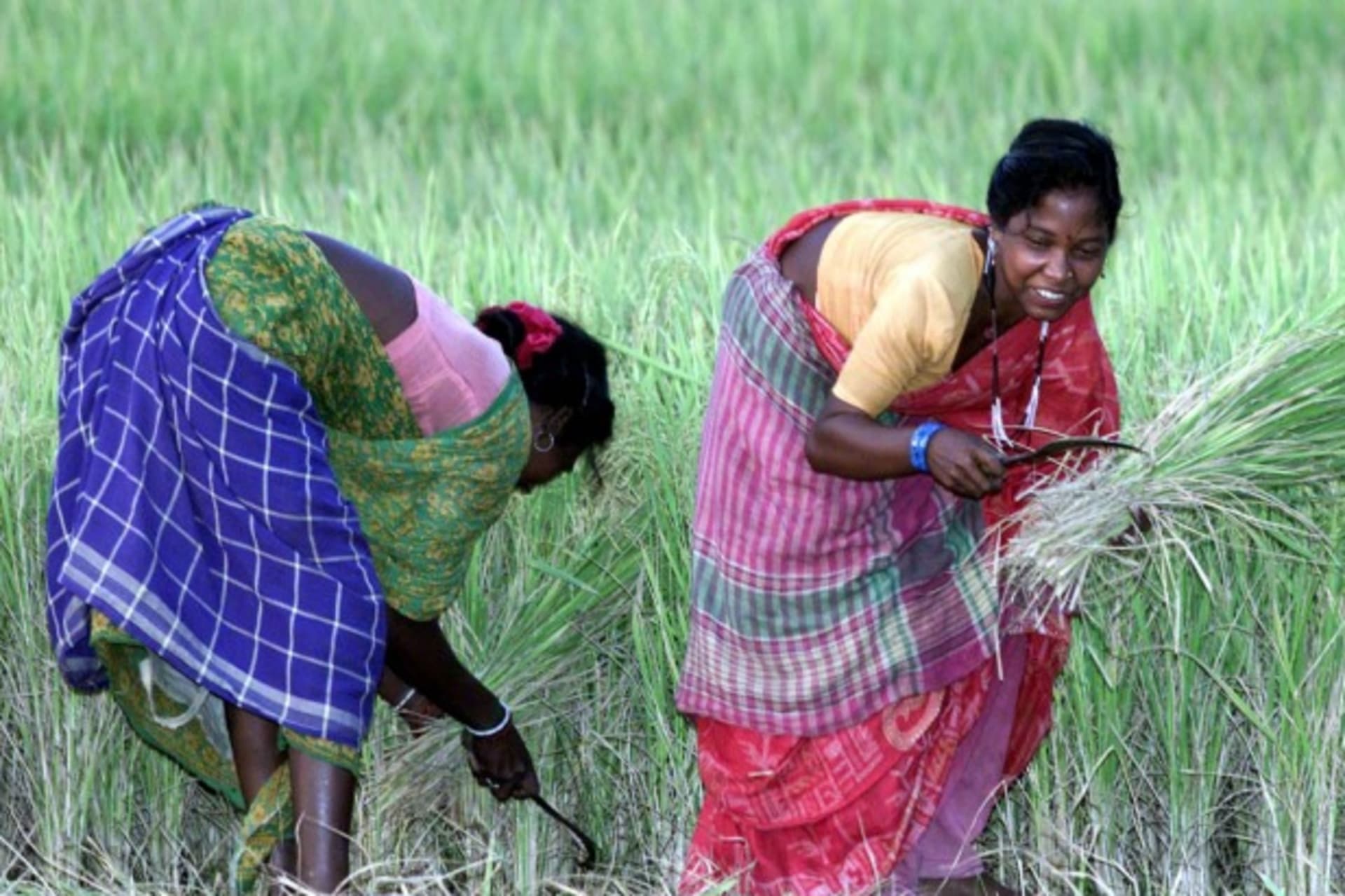<p>Women harvest paddy in Bhatar, West Bengal, India, 2001 (Courtesy Reuters).</p>
