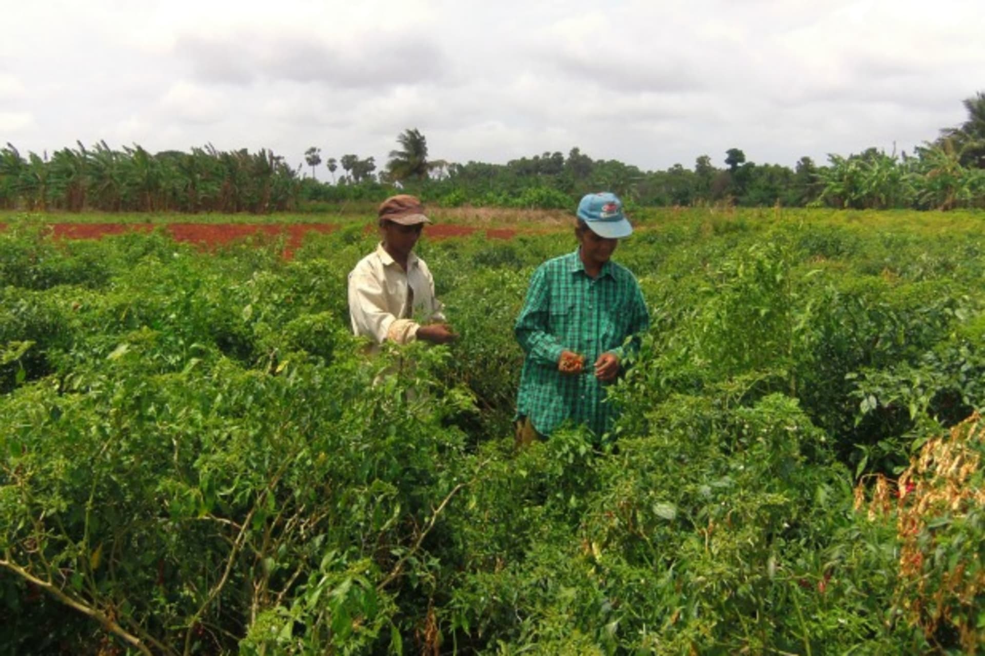 <p>Chili-pickers near the High Security Zone border in Valikamam North, Sri Lanka (Image by author).</p>