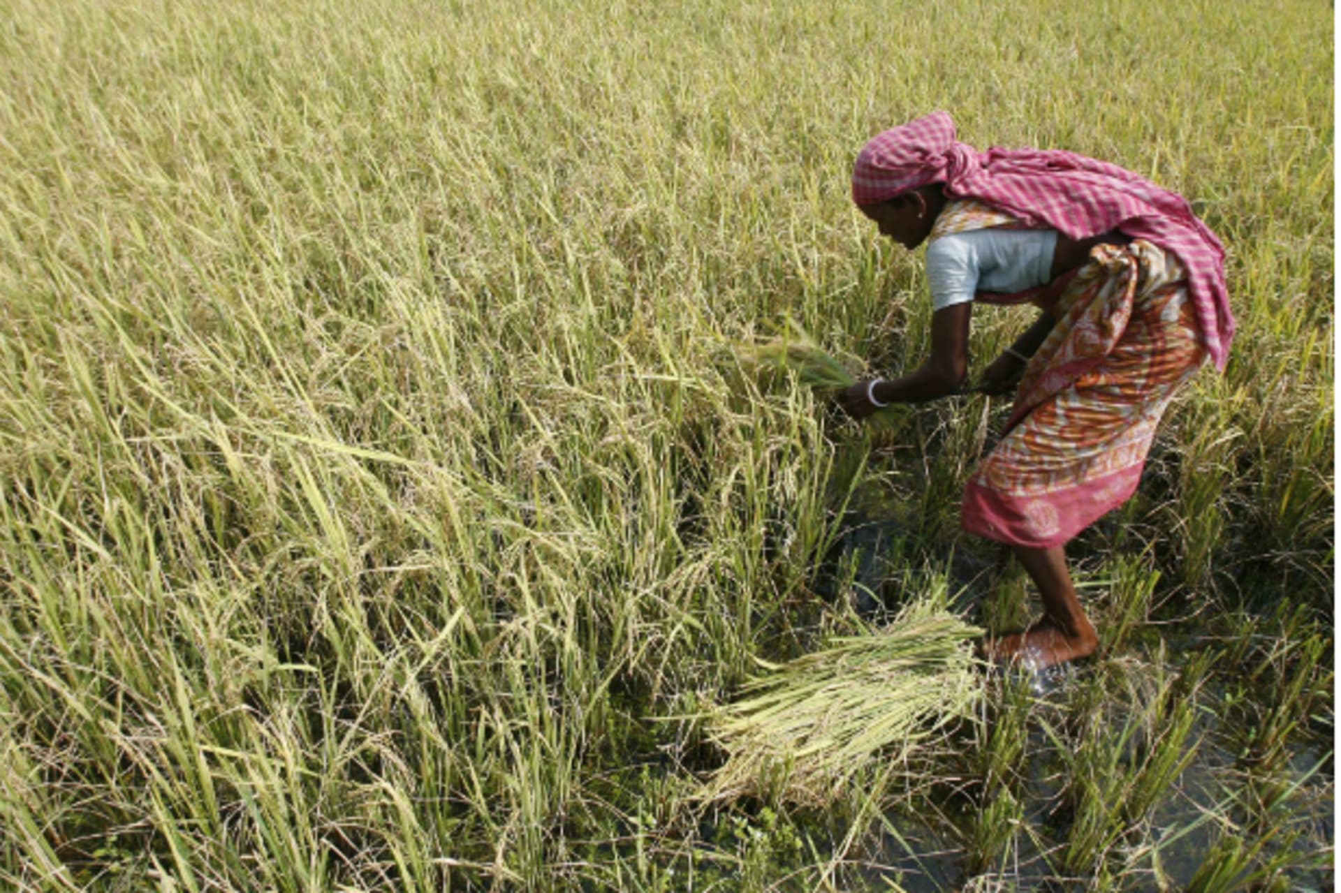 <p>A farmer harvests a rice paddy crop on the outskirts of the eastern Indian city of Siliguri on June 7, 2009 (Rupak De Chowdhuri/Courtesy Reuters).</p>
