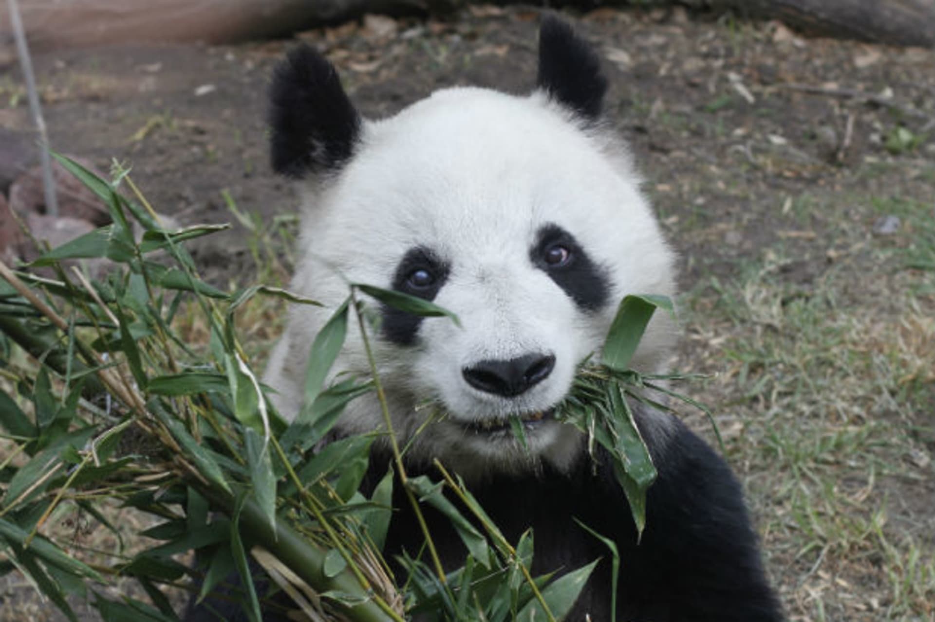China-Latin-America-Africa-Trade-Investment-Diplomacy-Panda-Mexico-City-Zoo