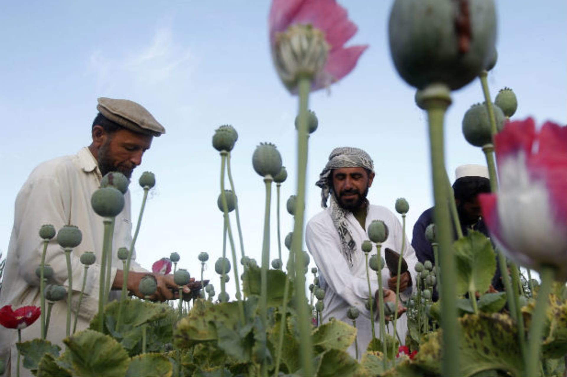 Afghanistan-poppies-trafficking-Taliban-security-development-poverty2