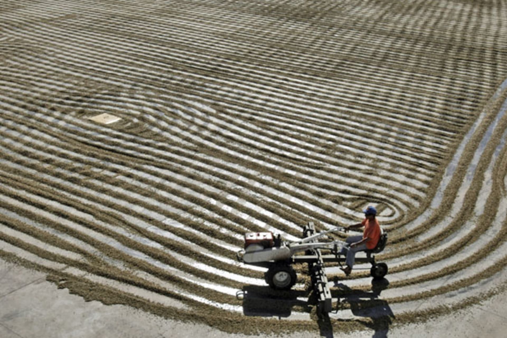 <p>A worker dries arabica coffee beans at Conquista farm in Alfenas in the southern Brazilian city of Minas Gerais (Paulo Whitaker/Courtesy Reuters).</p>
