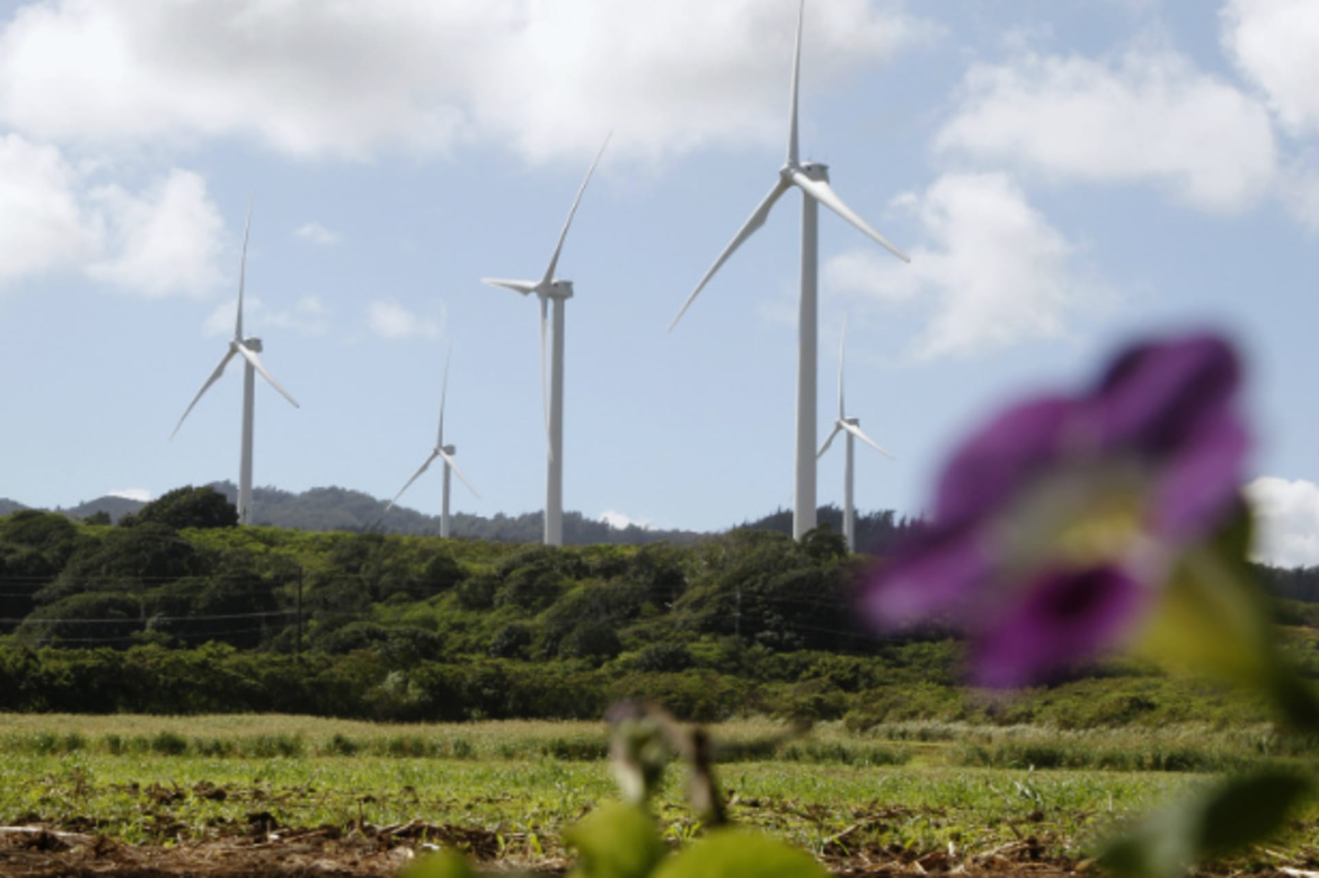 <p>Wind turbines are seen on the northshore of Oahu, Hawaii in November 2011. (Yuriko Nakao/Courtesy Reuters)</p>
