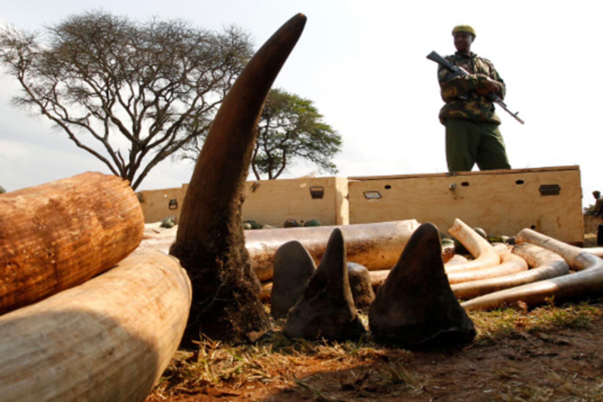 A Kenya Wildlife Service (KWS) officer stands guard near a shipment of elephant tusks and rhino horns which was intercepted at Jomo Kenyatta International Airport, in the capital Nairobi August 23, 2010.