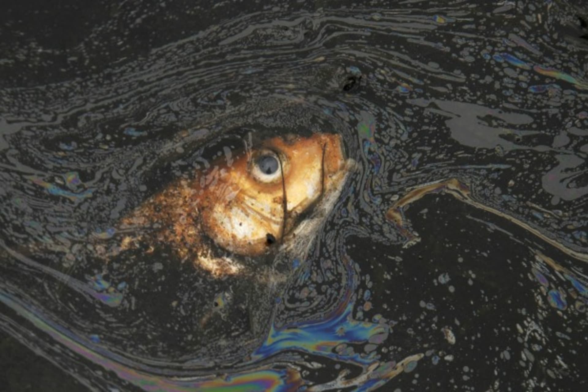 <p>A dead fish is seen floating in a polluted river on the outskirts of Yingtan, Jiangxi province, on March 20, 2010.</p>

