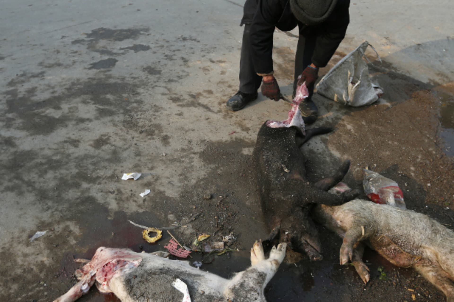 <p>A villager cuts meat from a dead pig in the Zhulin village of Jiaxing March 12, 2013.</p>