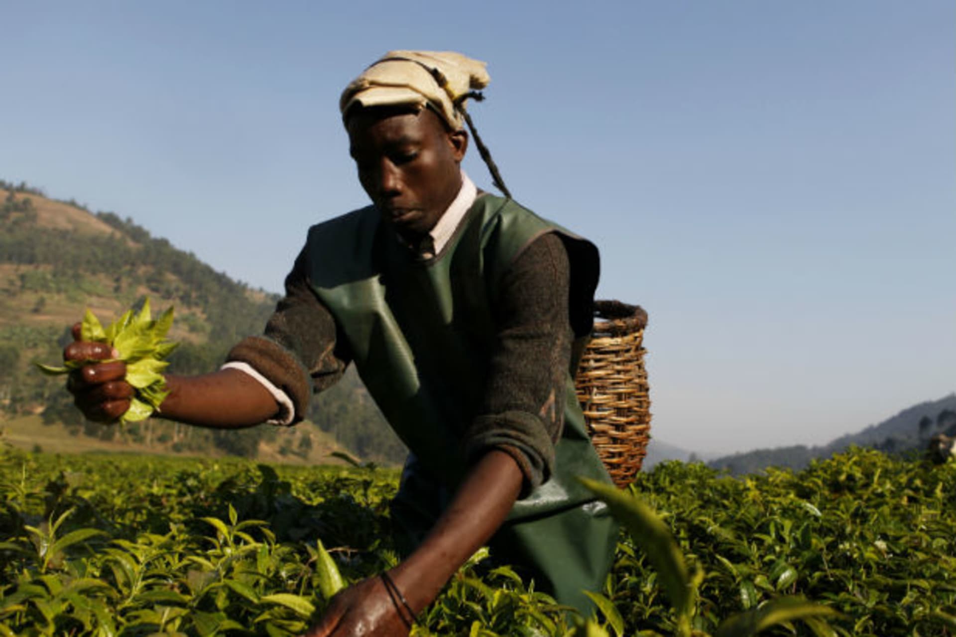 A Rwandan tea picker works in a field at Mulindi estate, about 60 km (40 miles) north of the capital Kigali, August 5, 2010.