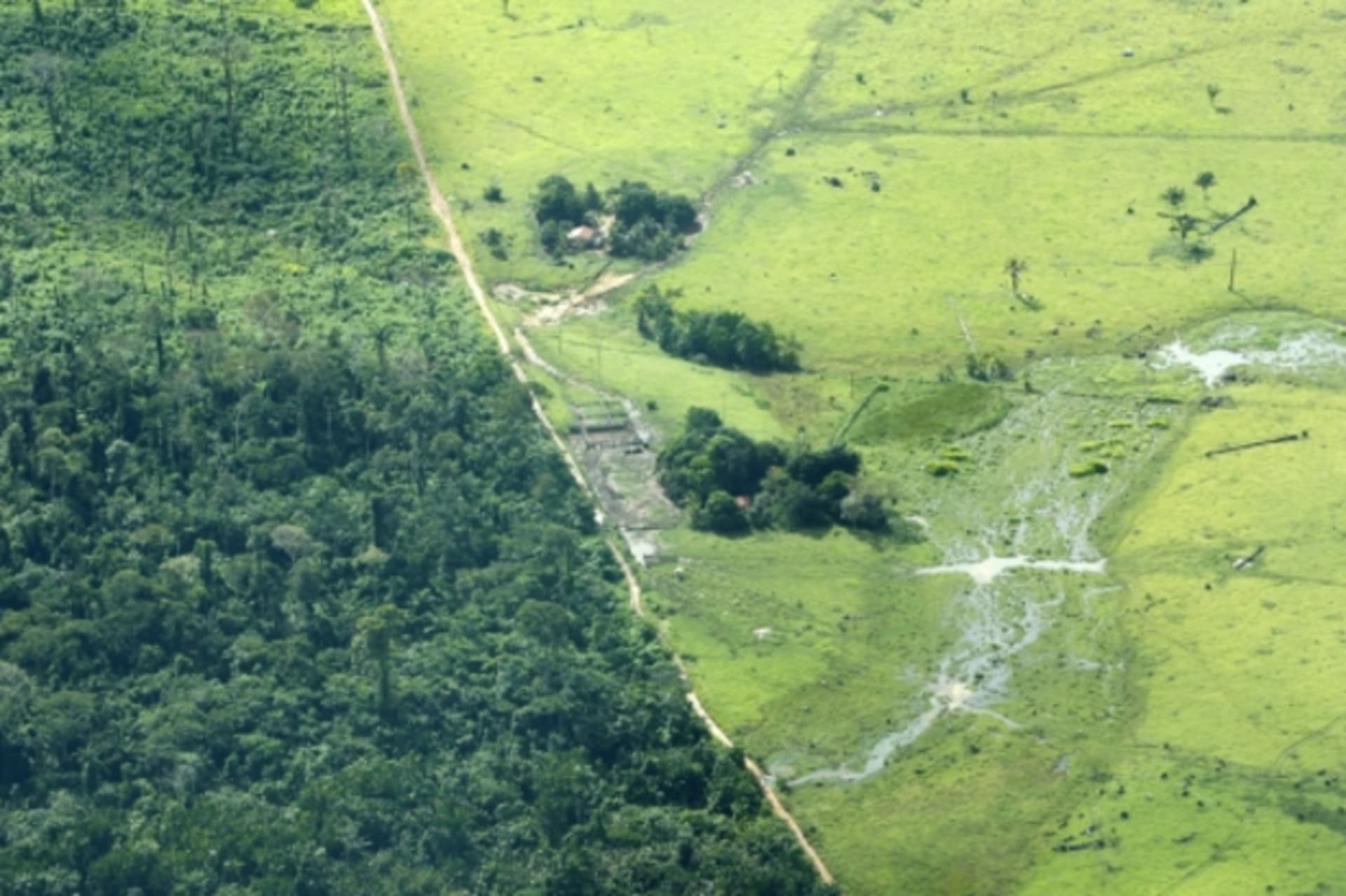 <p>deforestation climate REDD+ forests</p>

