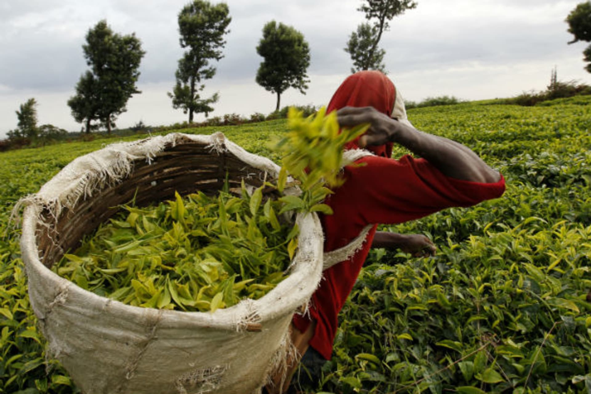 A worker picks tea at a plantation in Githunguri, 30 km (18 miles) from Kenya's capital Nairobi, January 6, 2012.