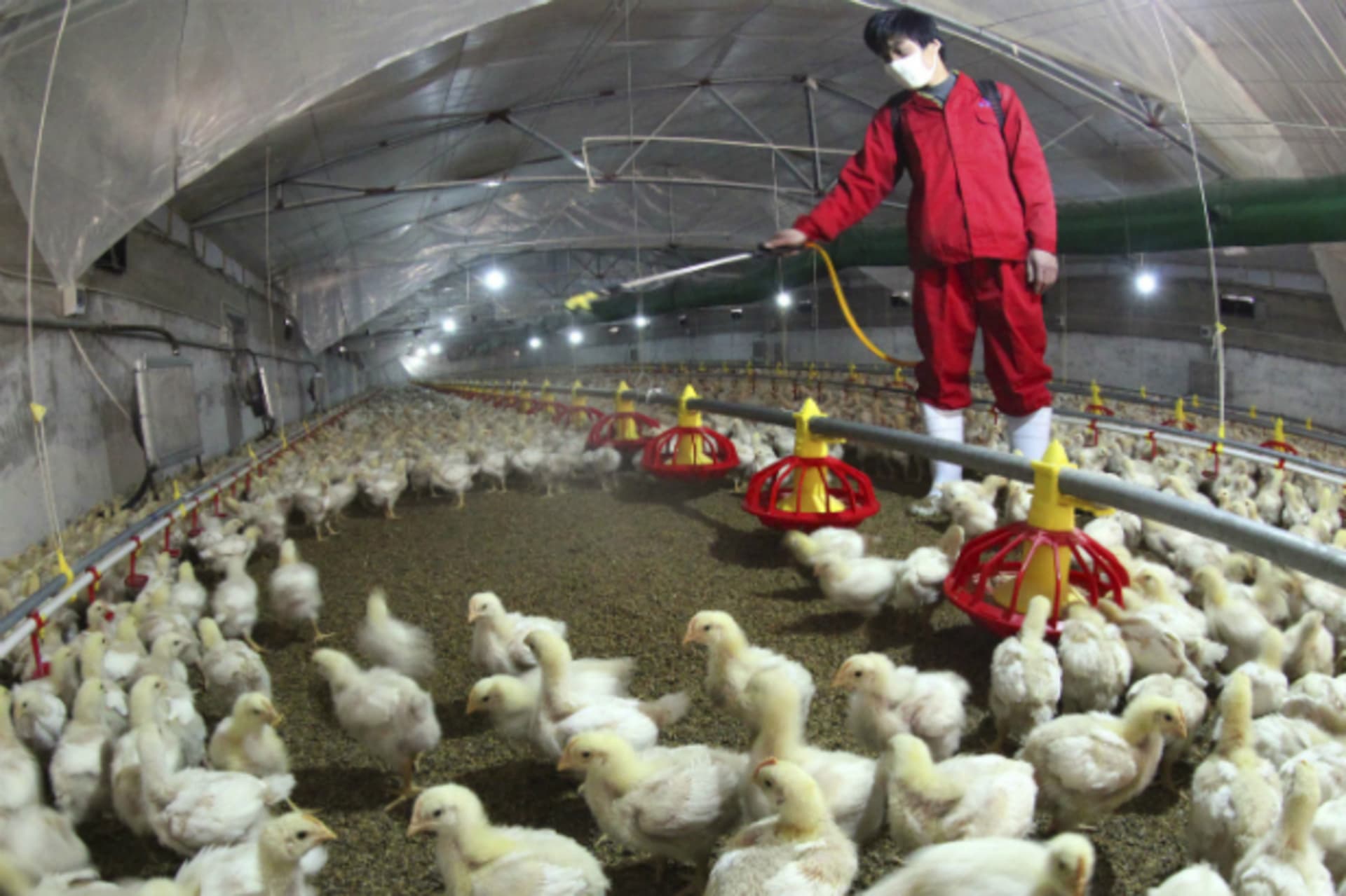 <p>An employee sprays to sterilize a poultry farm in Hemen township, Jiangsu province (Stringer/Courtesy Reuters).</p>
