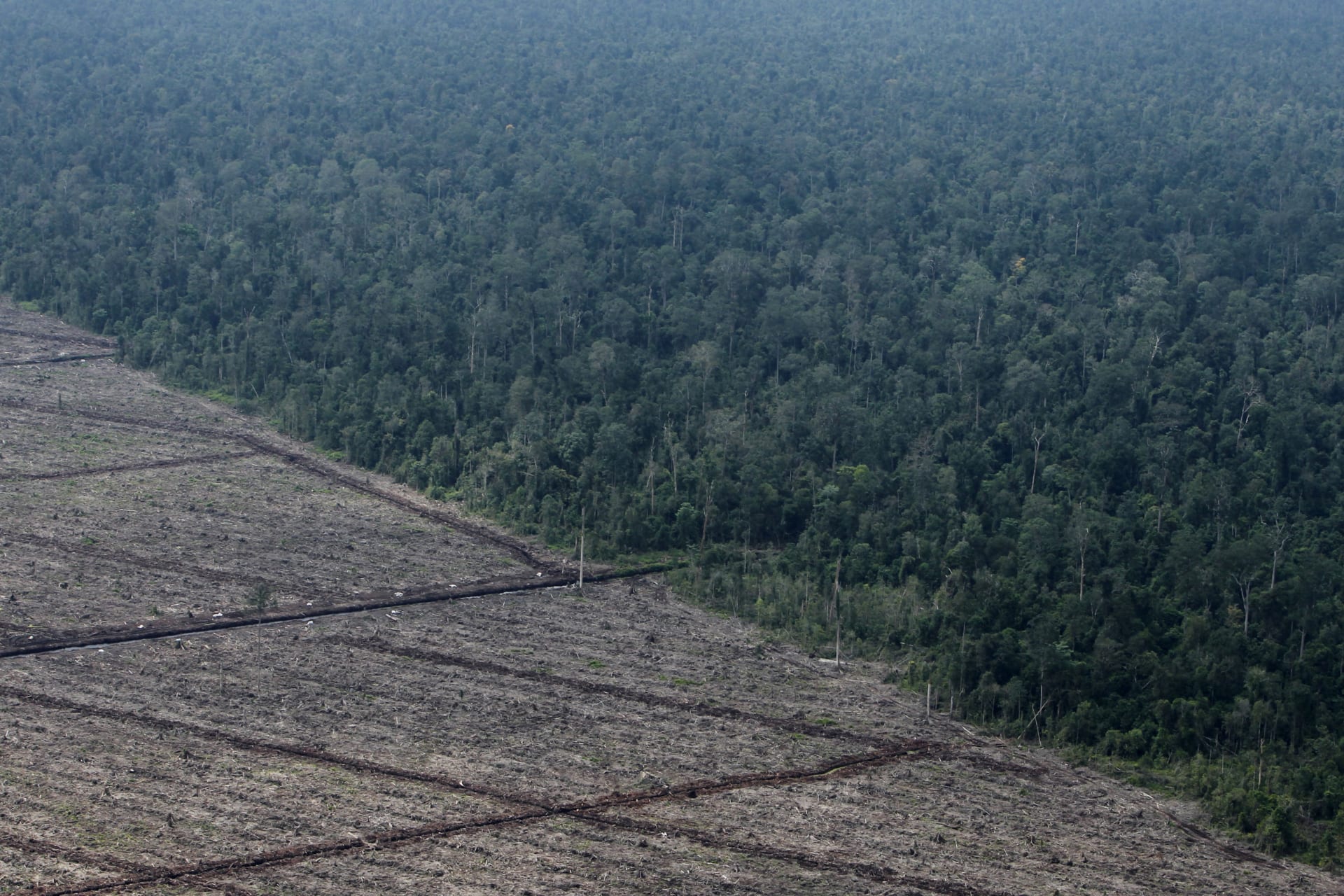 <p>climate change; deforestation; Indonesia</p>
