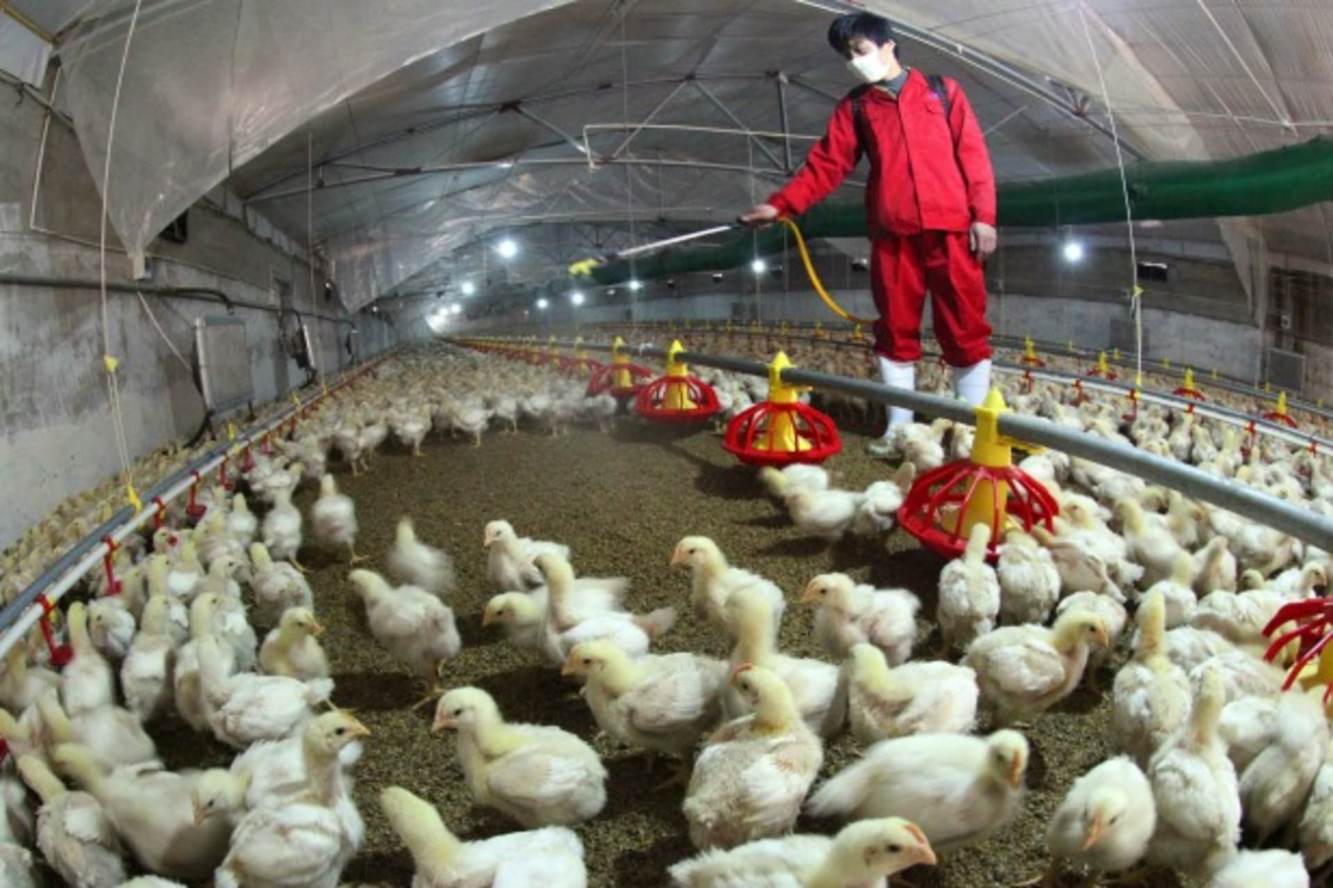 <p>An employee sprays to sterilize a poultry farm in Hemen township, Jiangsu province, April 8, 2013. Picture taken April 8, 2013. REUTERS/Stringer (CHINA – Tags: ANIMALS SOCIETY) CHINA OUT. NO COMMERCIAL OR EDITORIAL SALES IN CHINA</p>
