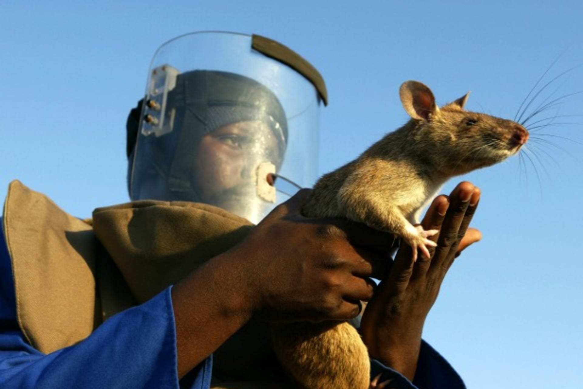 HeroRat