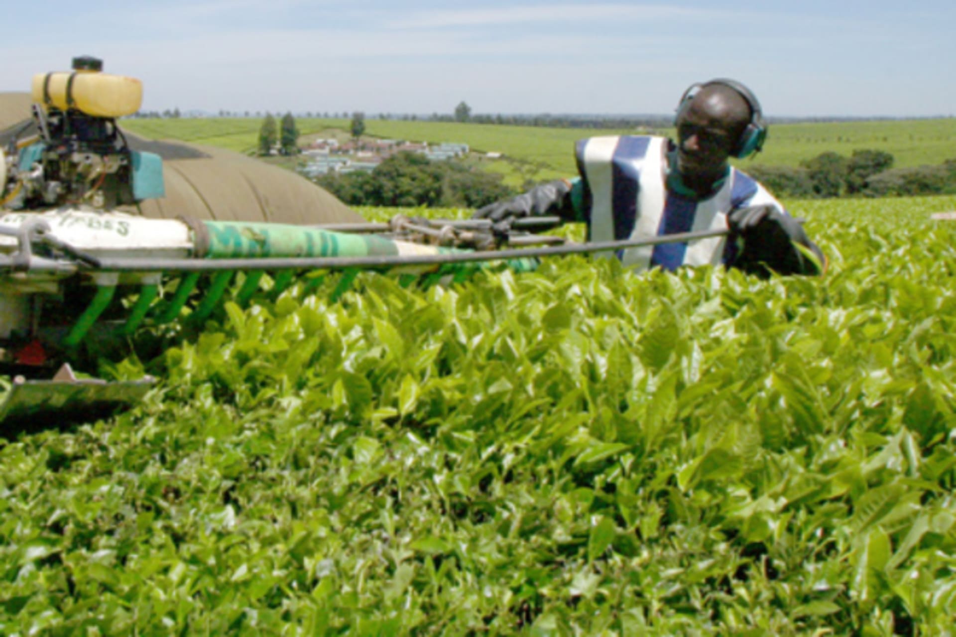 Kenyan workers pluck tea leaves using a new machine at the Uniliver Tea farm in Kericho, 300km west of the capital, Nairobi.