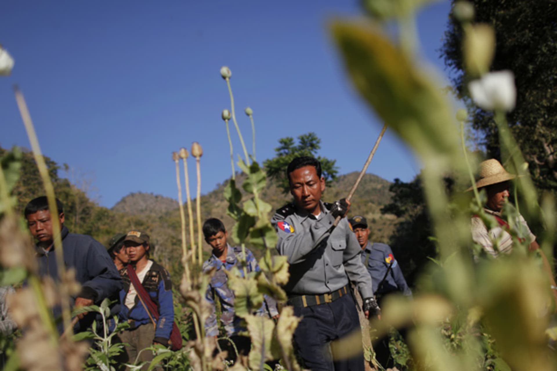 <p>Soldiers use sticks to destroy poppy fields above the village of Ho Hwayt, in the mountains of Shan State, Myanmar.</p>
