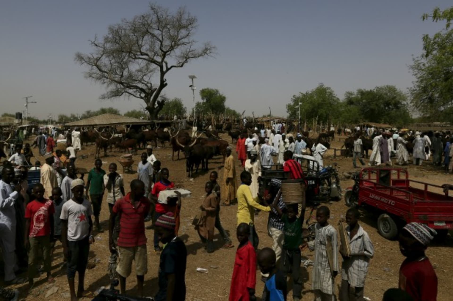 nigeria_cattle market