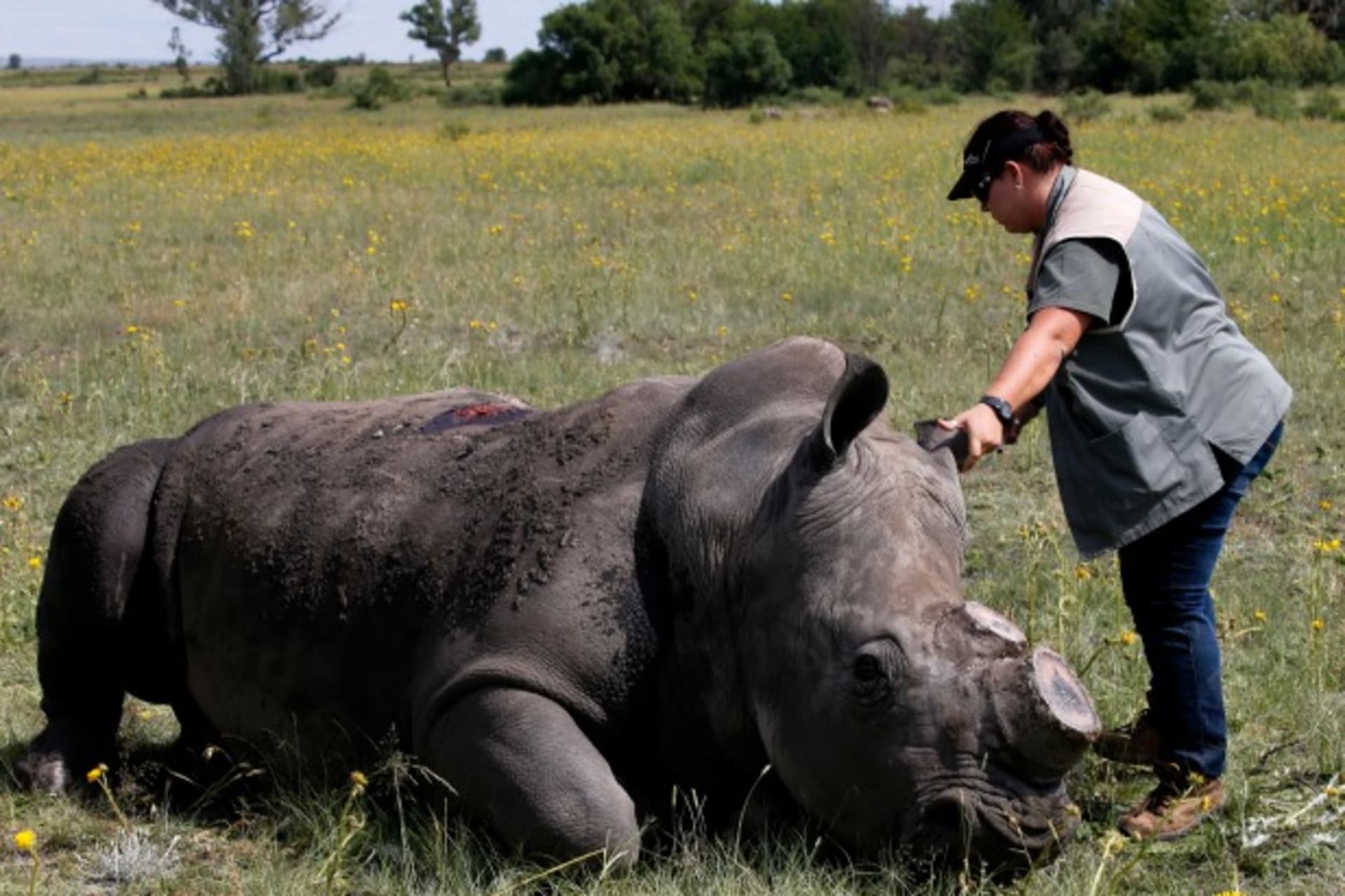 Rhino horn SA