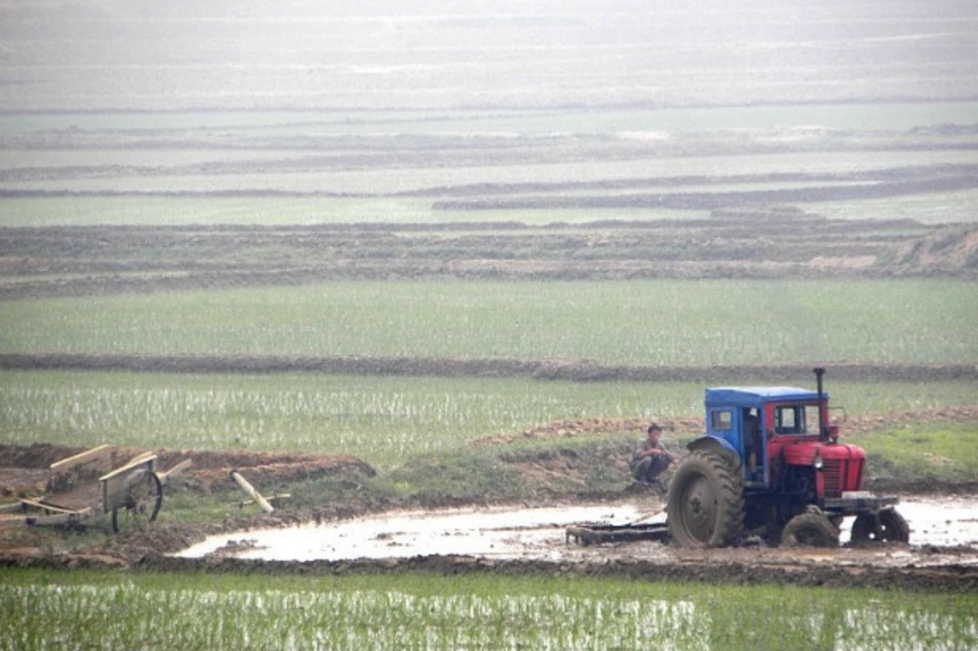 nk-rice-paddy-field-2014
