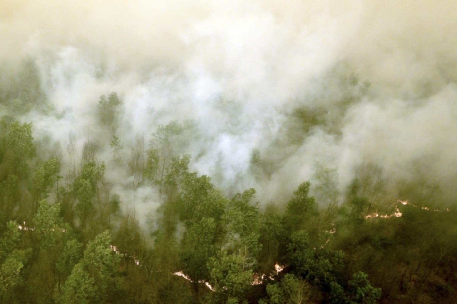 <p>deforestation forest fire indonesia widowo climate carbon co2</p>
