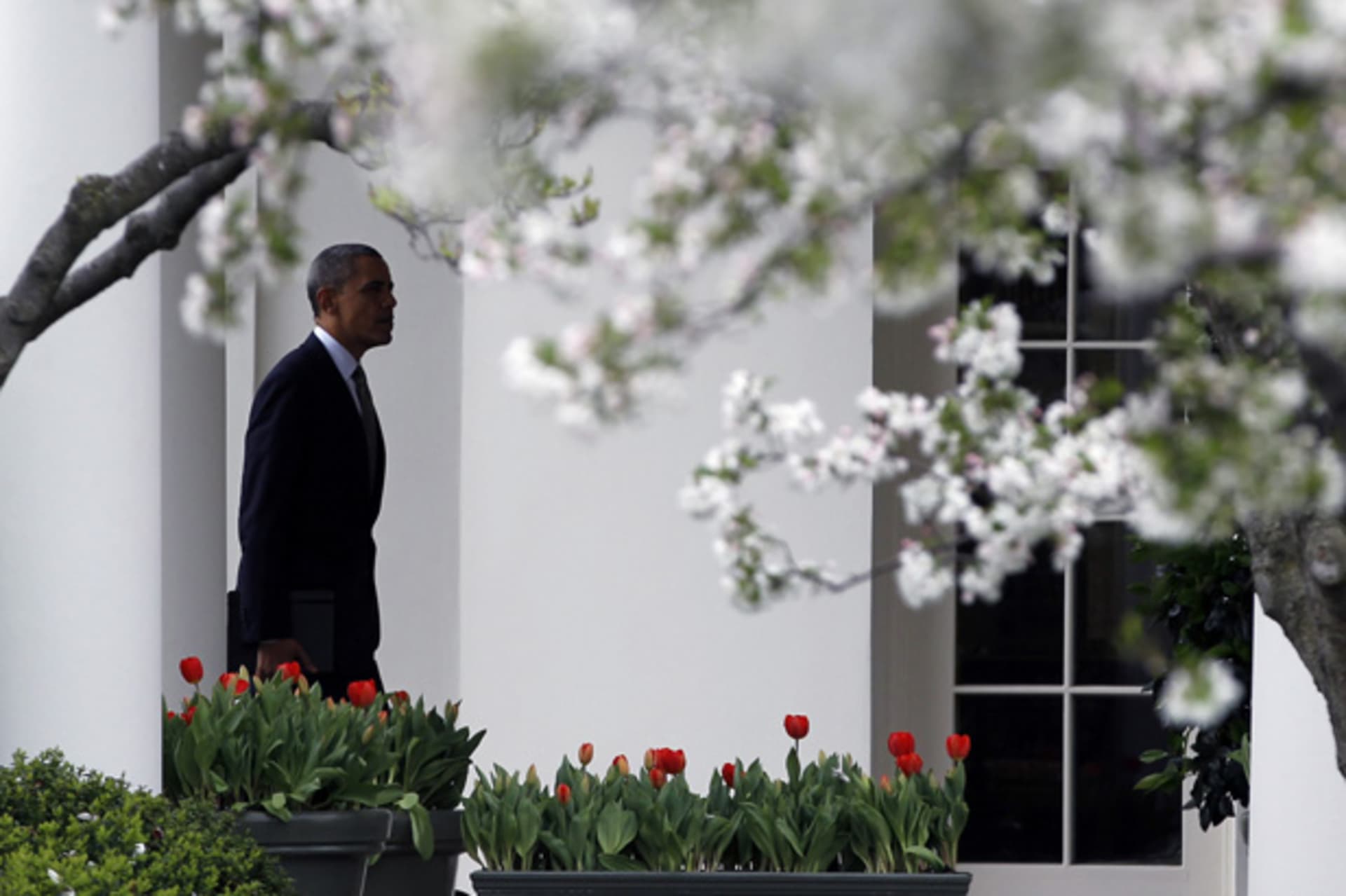 <p>U.S. President Barack Obama walks among Cherry Blossoms in the Rose Garden of the White House in Washington March 20, 2012. (Jason Reed/Courtesy Reuters)</p>
