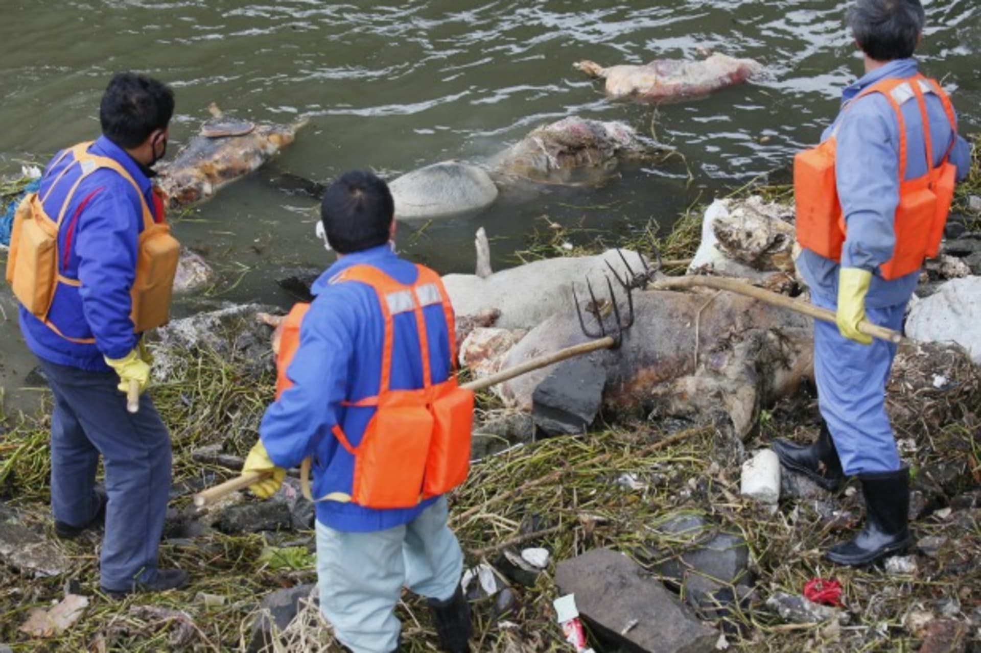 <p>Cleaning workers retrieve the carcasses of pigs from a branch of Huangpu River in Shanghai on March 10, 2013.</p>
