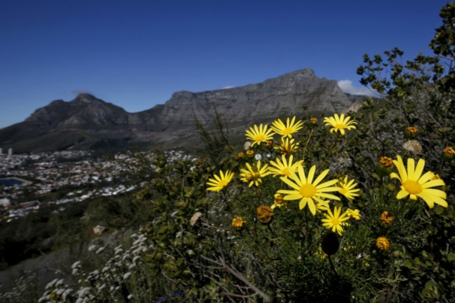 Table Mountain