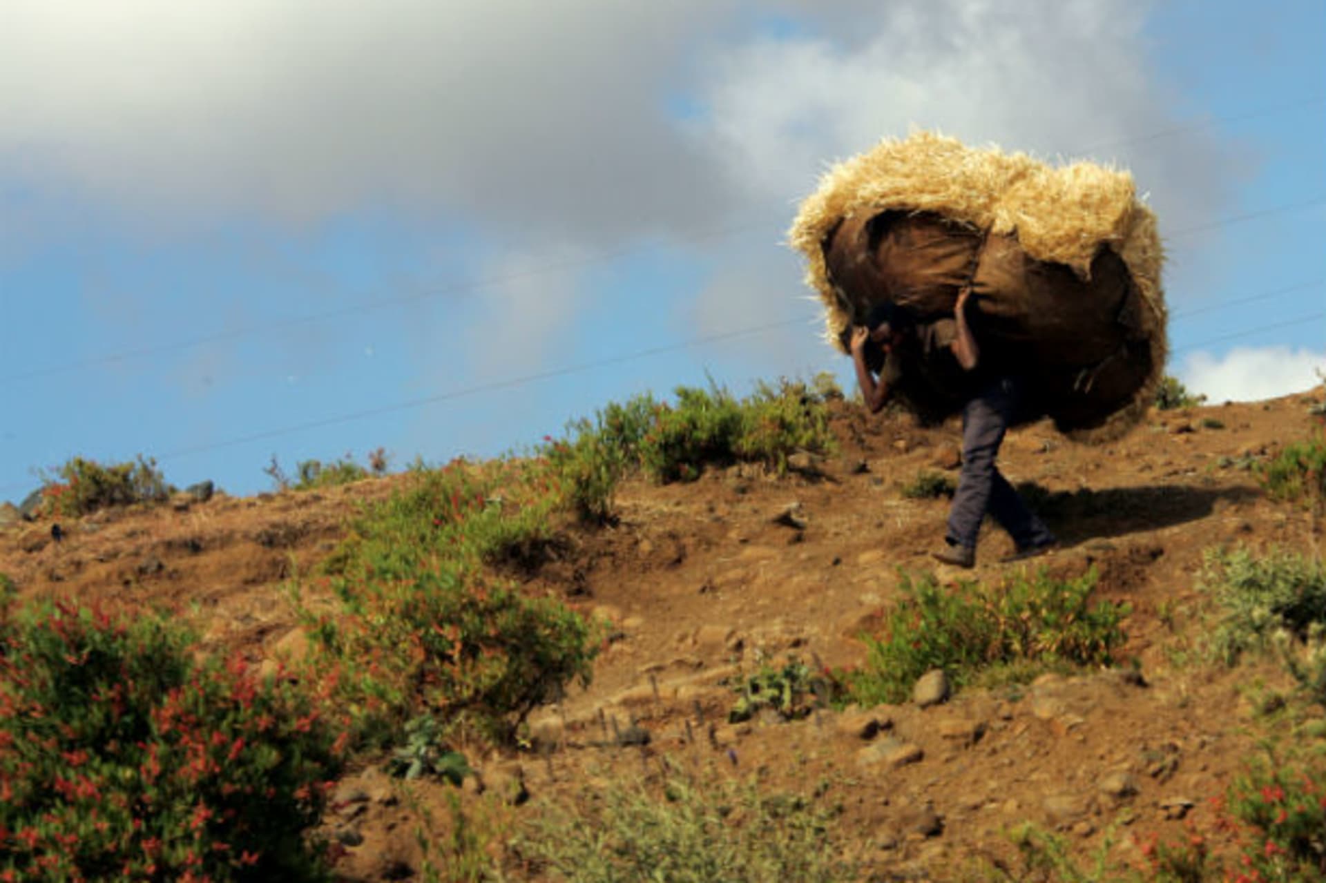 An Ethiopian man carries a stack of hay near Korem in the mountainous region.. 14/12/2004.