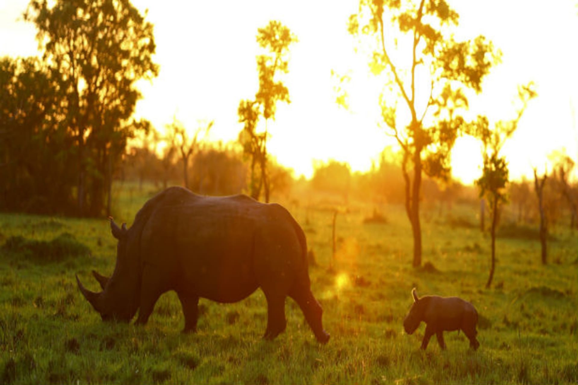 rhino passing