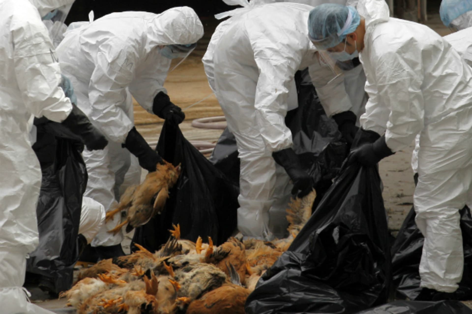 <p>Health workers pack dead chicken at a wholesale poultry market in Hong Kong December 21, 2011.</p>

