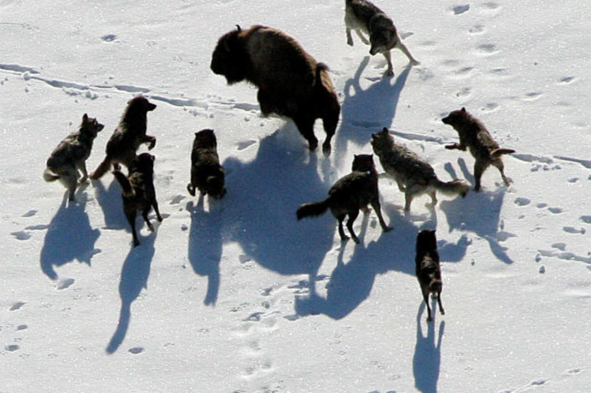 <p>Gray wolves are seen nearing a Bison in Yellowstone National Park in this undated handout photograph released on February 21, 2008.</p>

