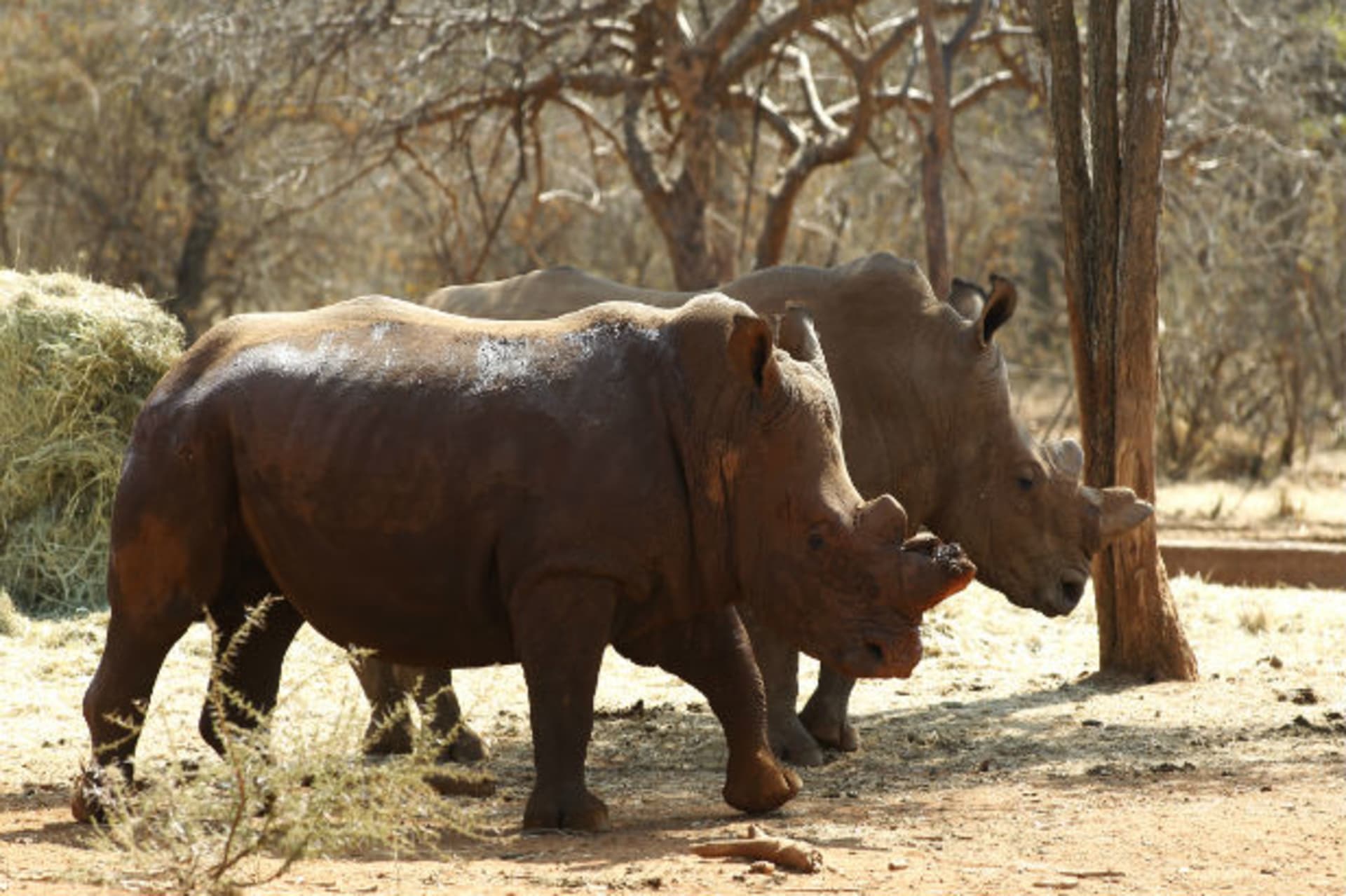 SA Rhino Horn Trade