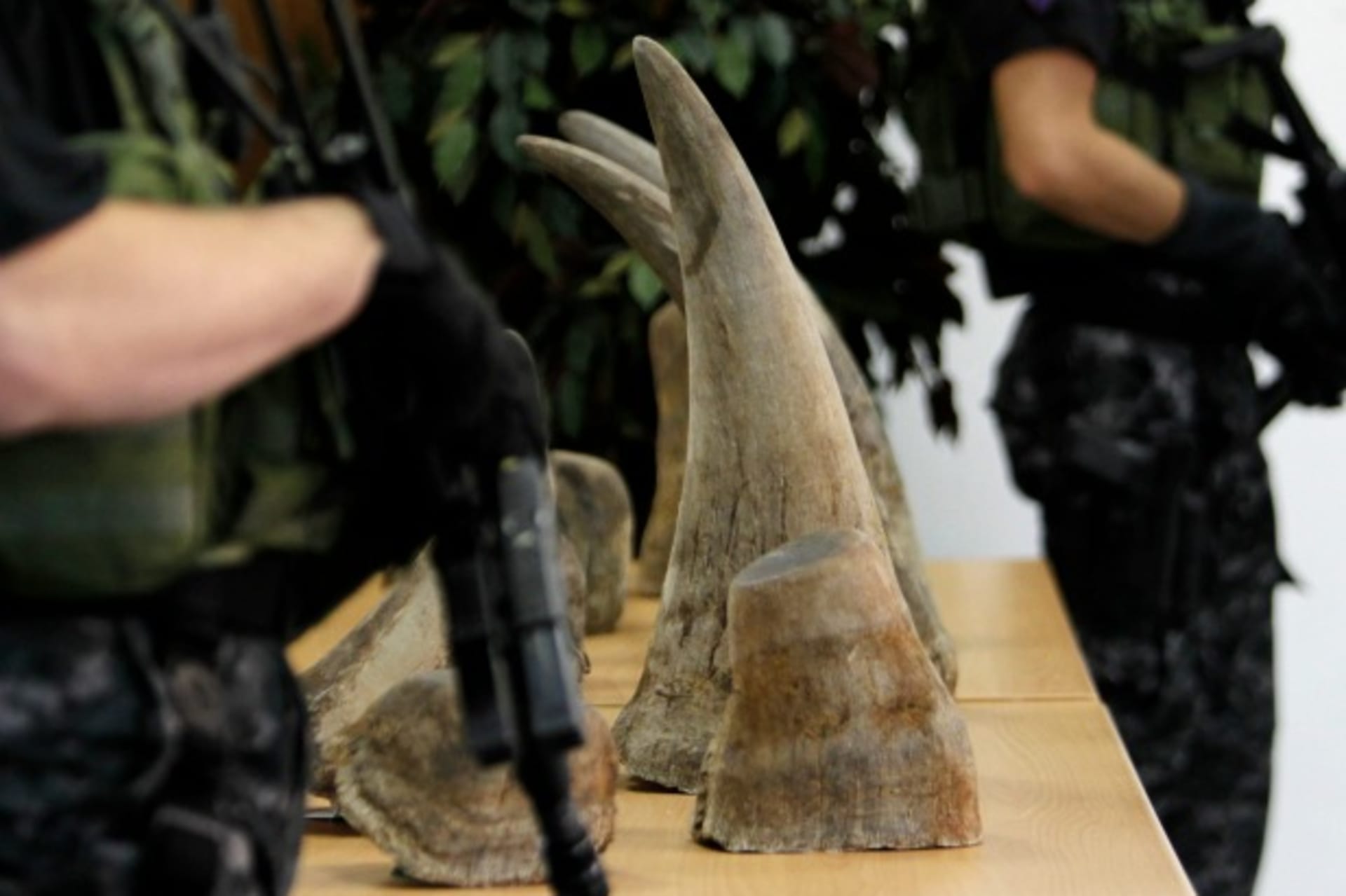 Rhino Horn Trade