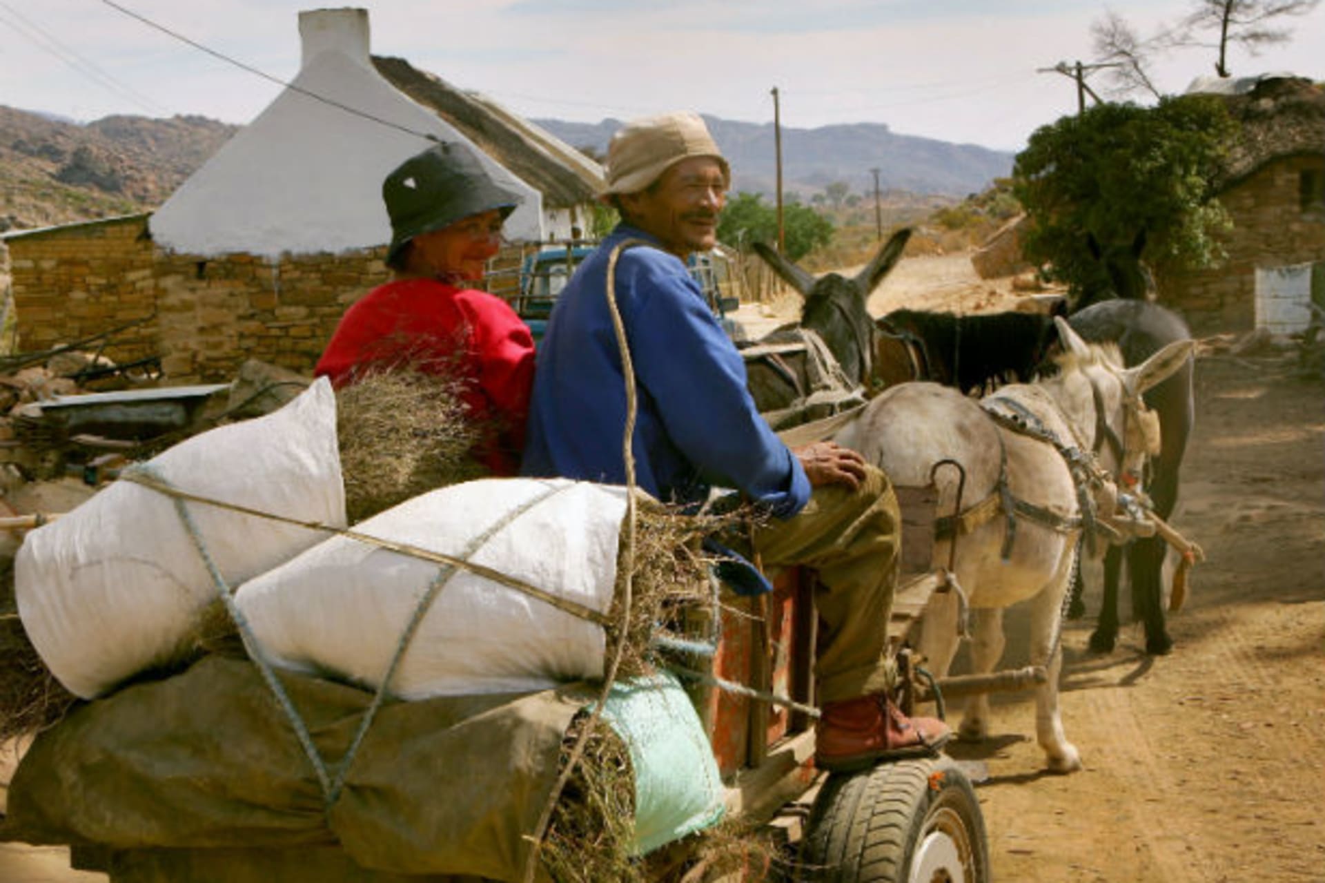 Harvesters transport a load of wild Rooibos tea by donkey cart in the remote mountains of the Cedarberg region, about 300km (186 miles) north of [Cape Town], March 30, 2006.