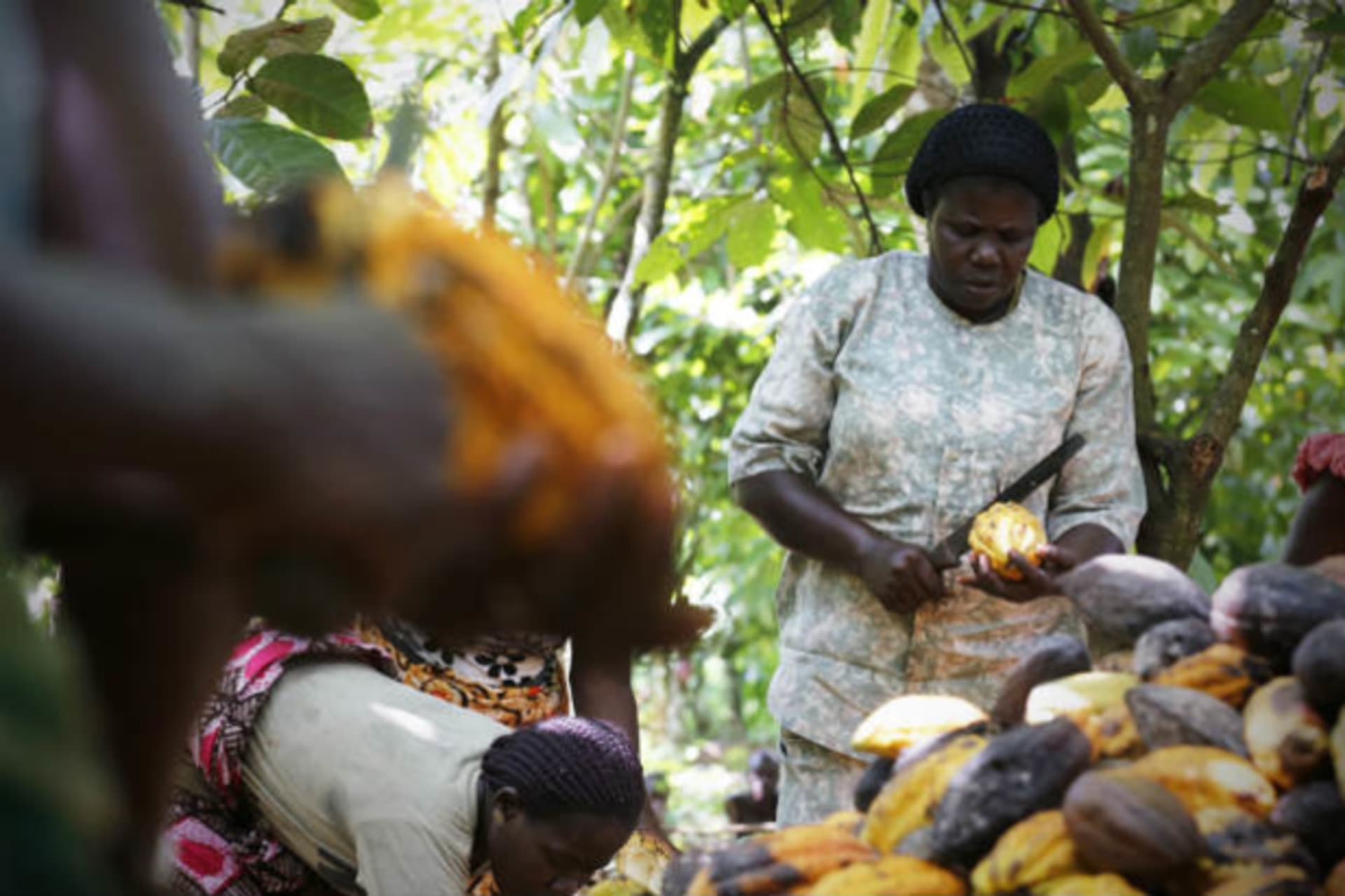 <p>Woman-cocoa-Africa-farming-finance</p>
