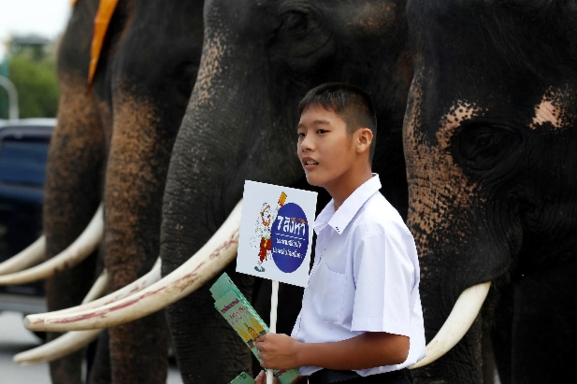 <p>Thai-student-elephants-referendum</p>
