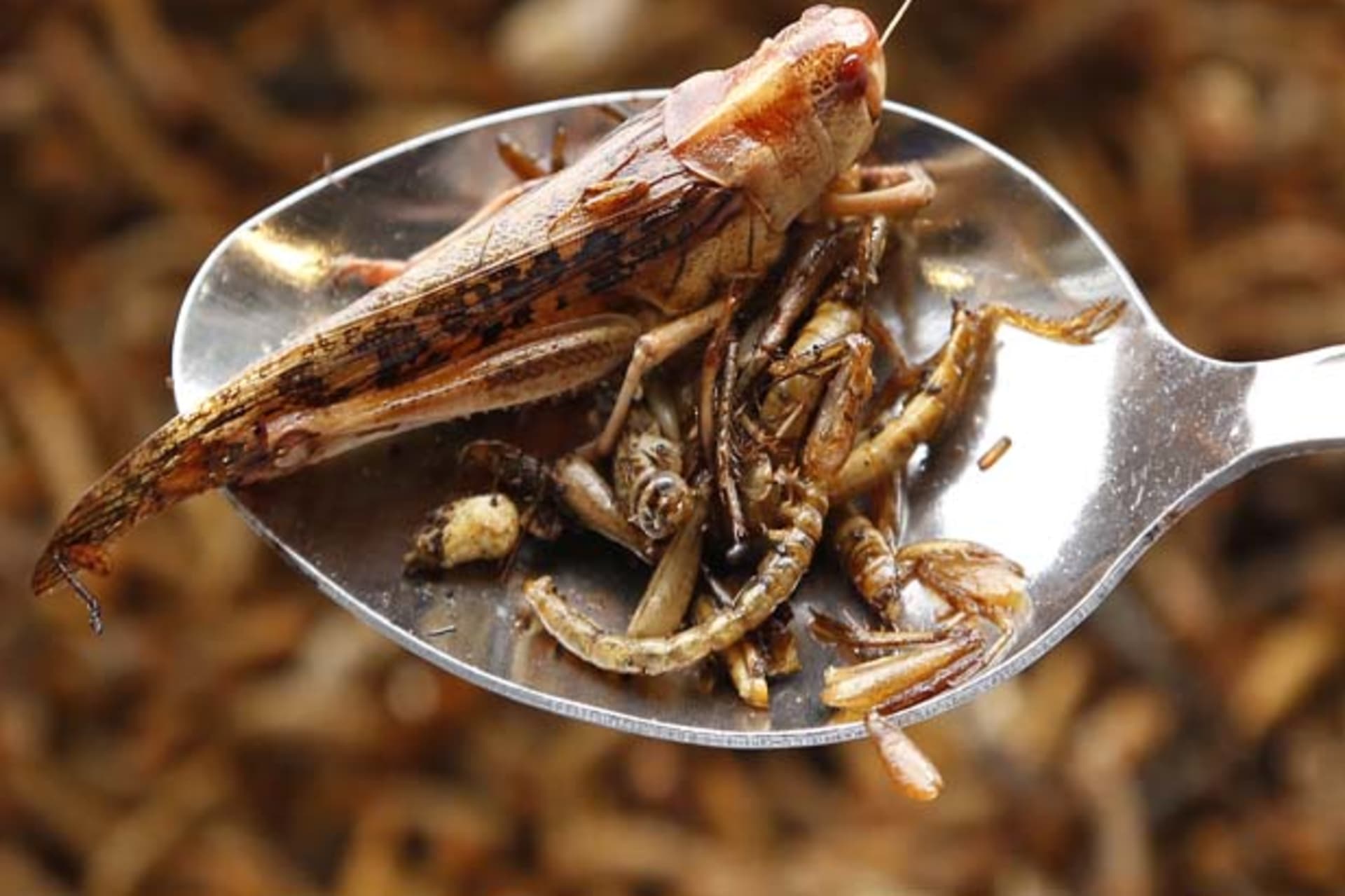Locusts and worms are seen on a spoon after being cooked with olive oil for a discovery lunch in Brussels