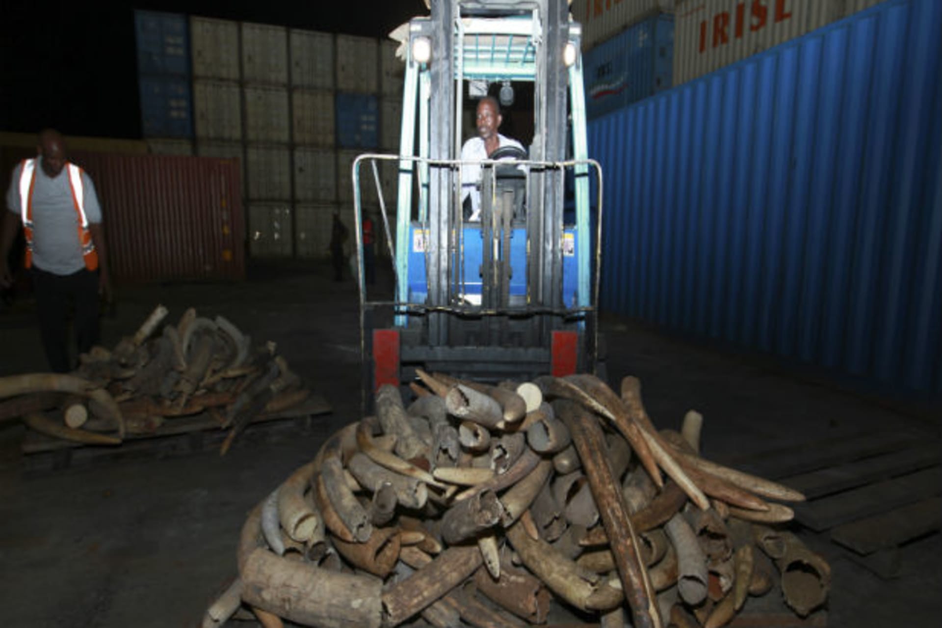 Ivory Transport