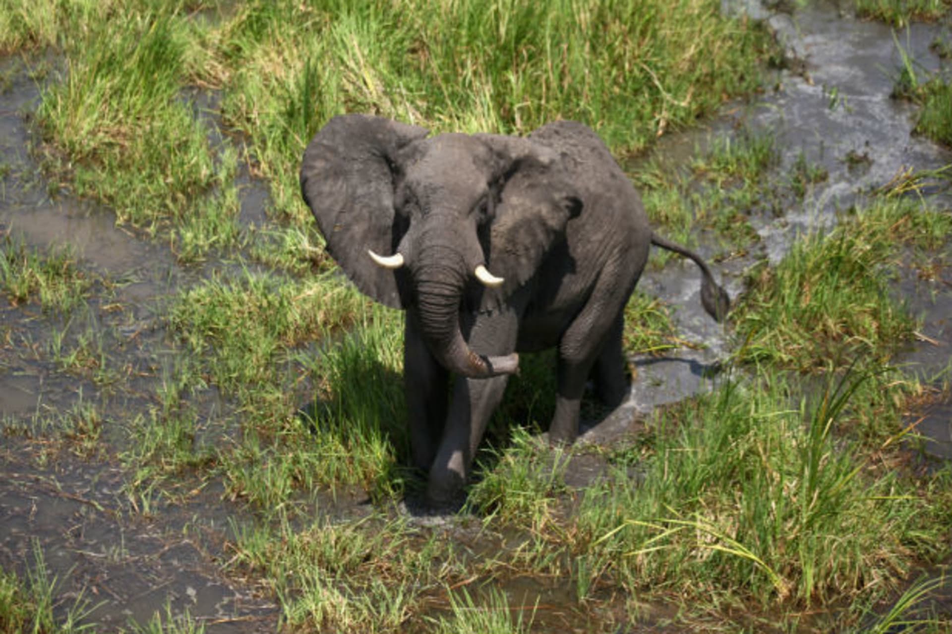 Lone Bull Elephant