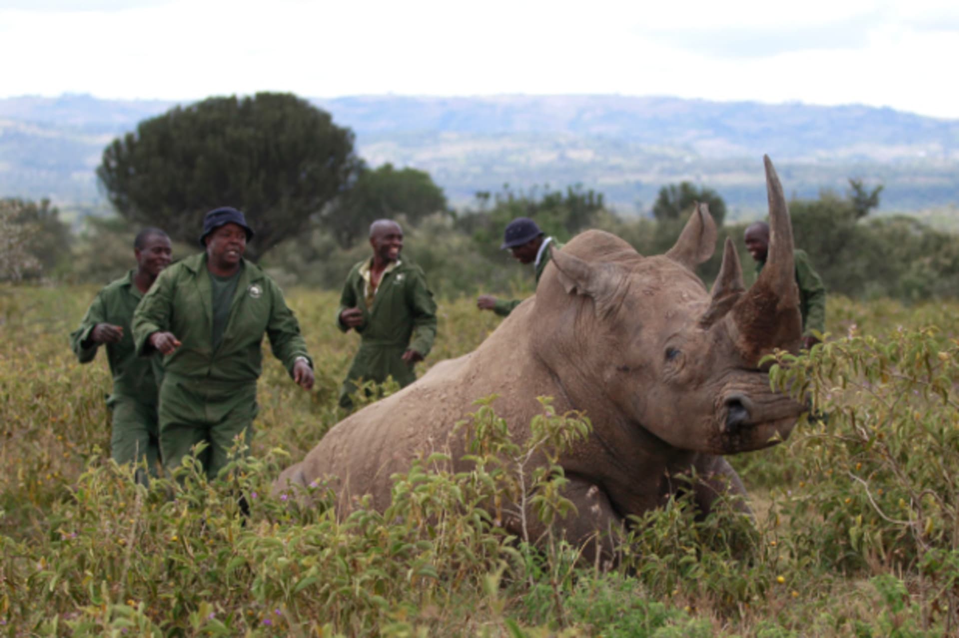 Kenya Wildlife Service (KWS) wardens wait for a tranquillised male white rhinoceros to collapse to the ground, before implanting a radio transmitter, at the Lake Nakuru National park in Kenya's Rift Valley, 160 km (99 miles) west of the capital