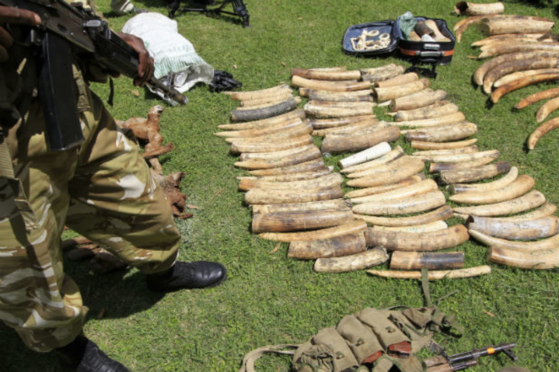 Kenya Wildlife Service (KWS) officials display recovered elephants tusks and illegally held firearms taken from poachers at their headquarters in Kenya's capital Nairobi, January 16, 2013.