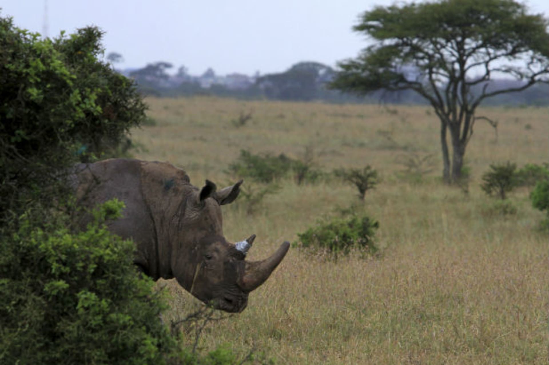 A White rhino walks after exiting a cage at Kenya's Nairobi National Park May 3, 2011.