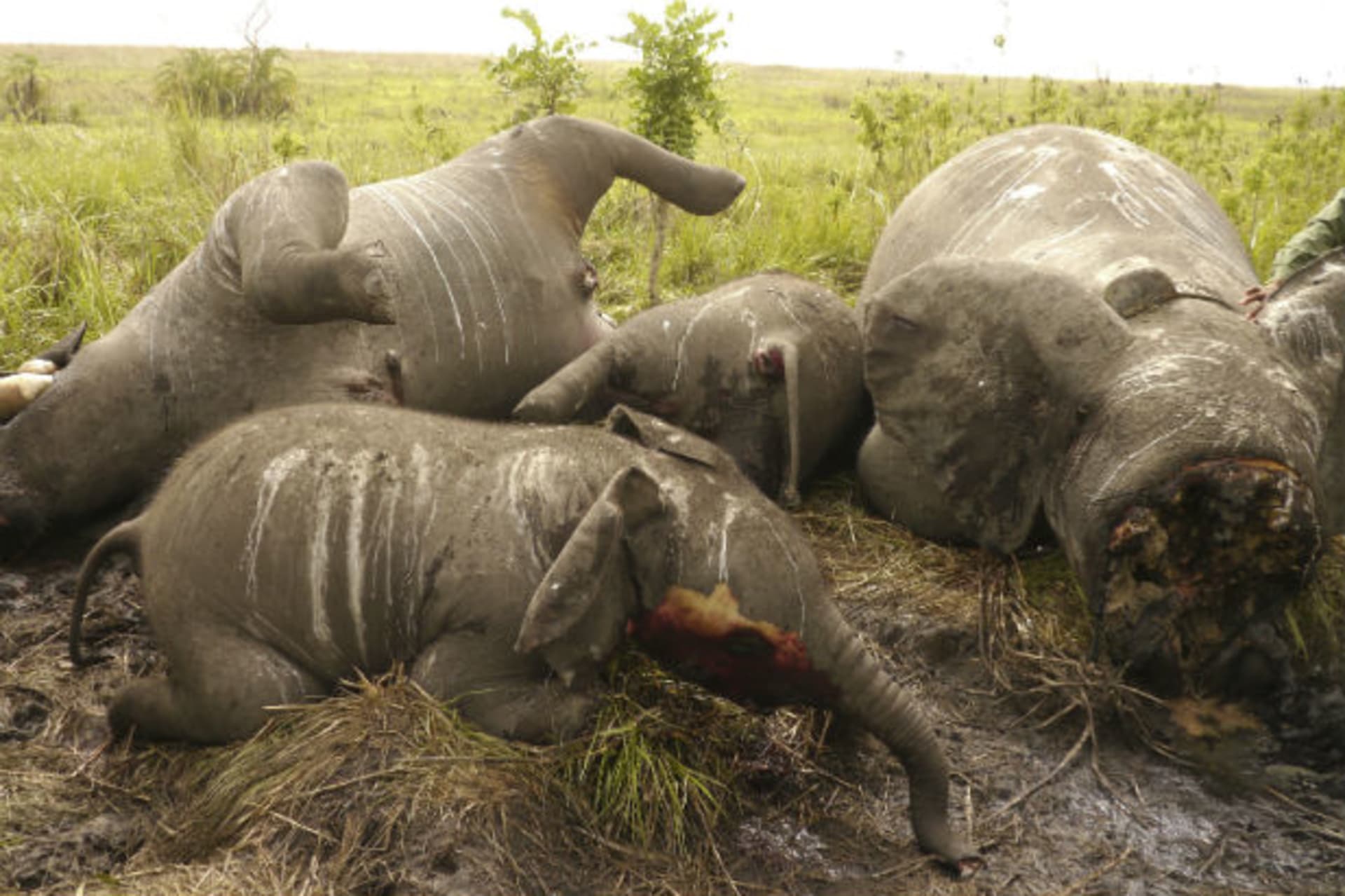 The carcasses of some of the 22 elephant slaughtered in a helicopter-bourne attack lie on the ground in the Democratic Republic of Congo's Garamba National Park, in this undated handout picture released by the DRC Military. ()
