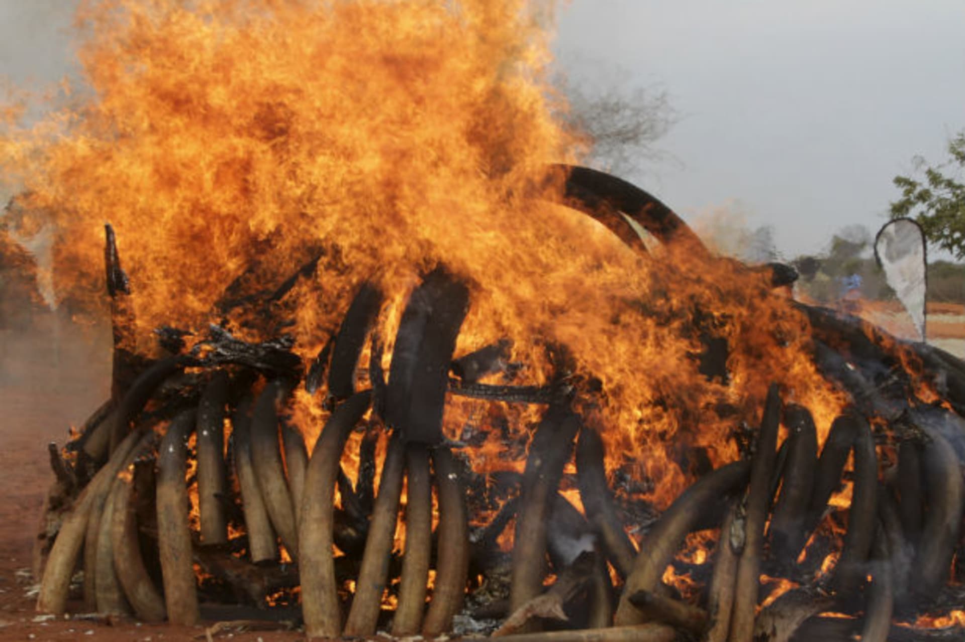 An illegal consignment of five tonnes of Ivory confiscated from smugglers is destroyed during the African Elephant Law Enforcement Day in Tsavo West National Park, 380 km (236 miles) east of capital Nairobi July 20, 2011.