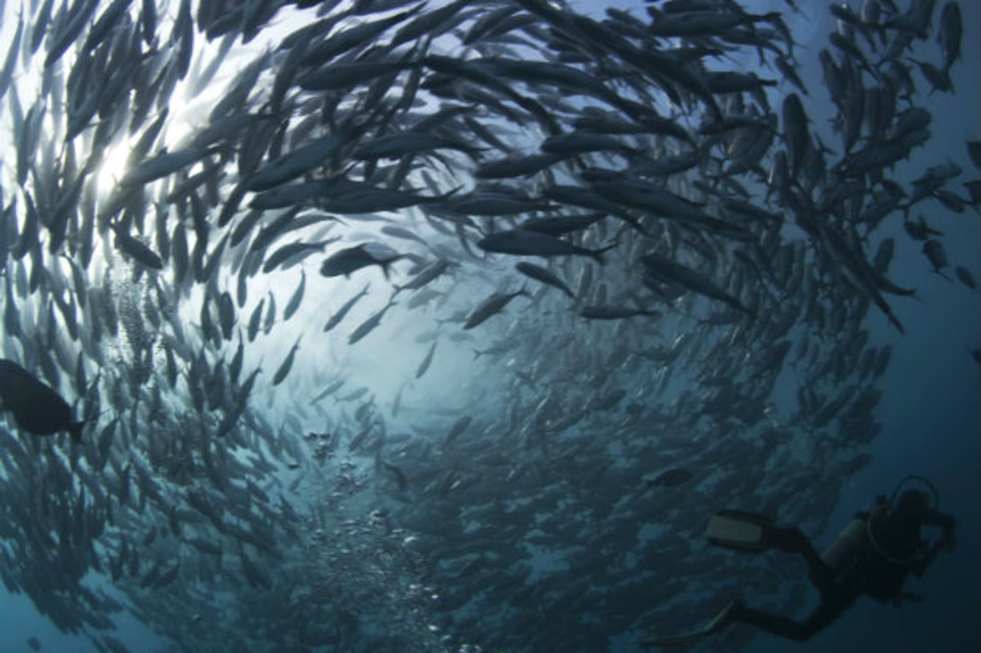 <p>A scuba diver swims near a school of swirling jacks off the coast of Bali, Indonesia, in May 2011.</p>
