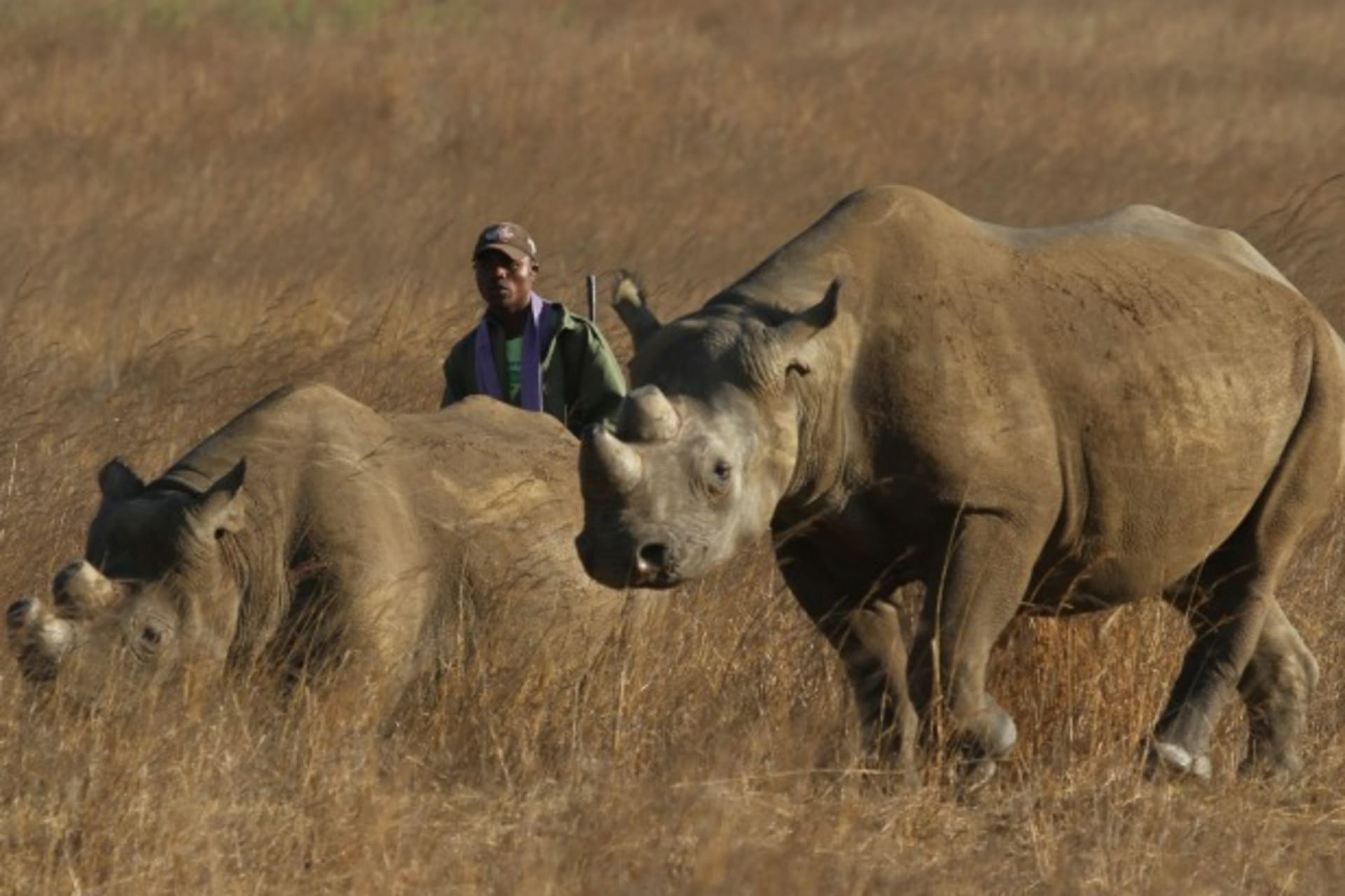 Rhino 2015