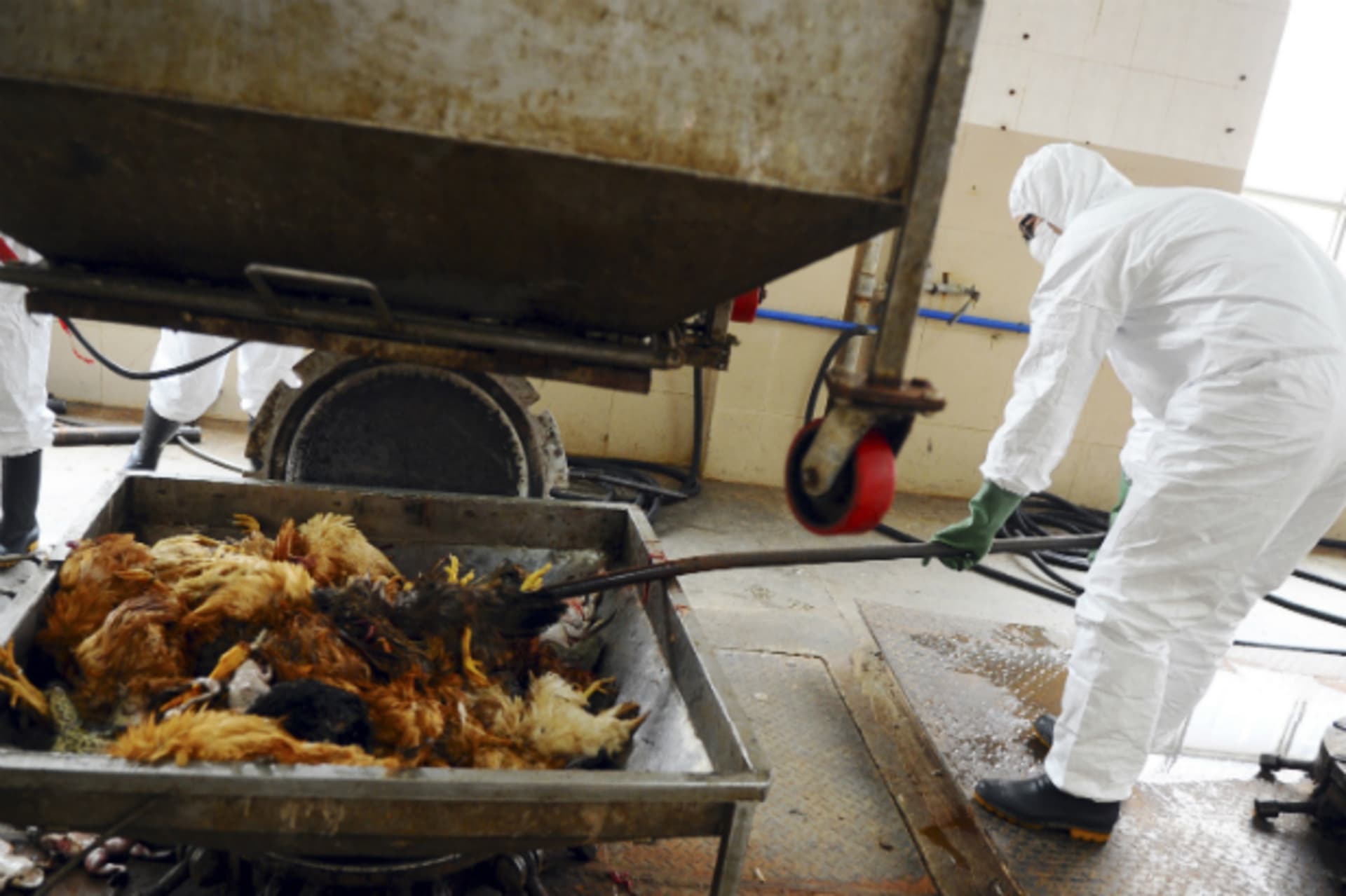 Employees dispose of uninfected dead birds at a treatment plant as part of preventive measures against the H7N9 bird flu in Guangzhou, Guangdong province on April 16, 2013.
