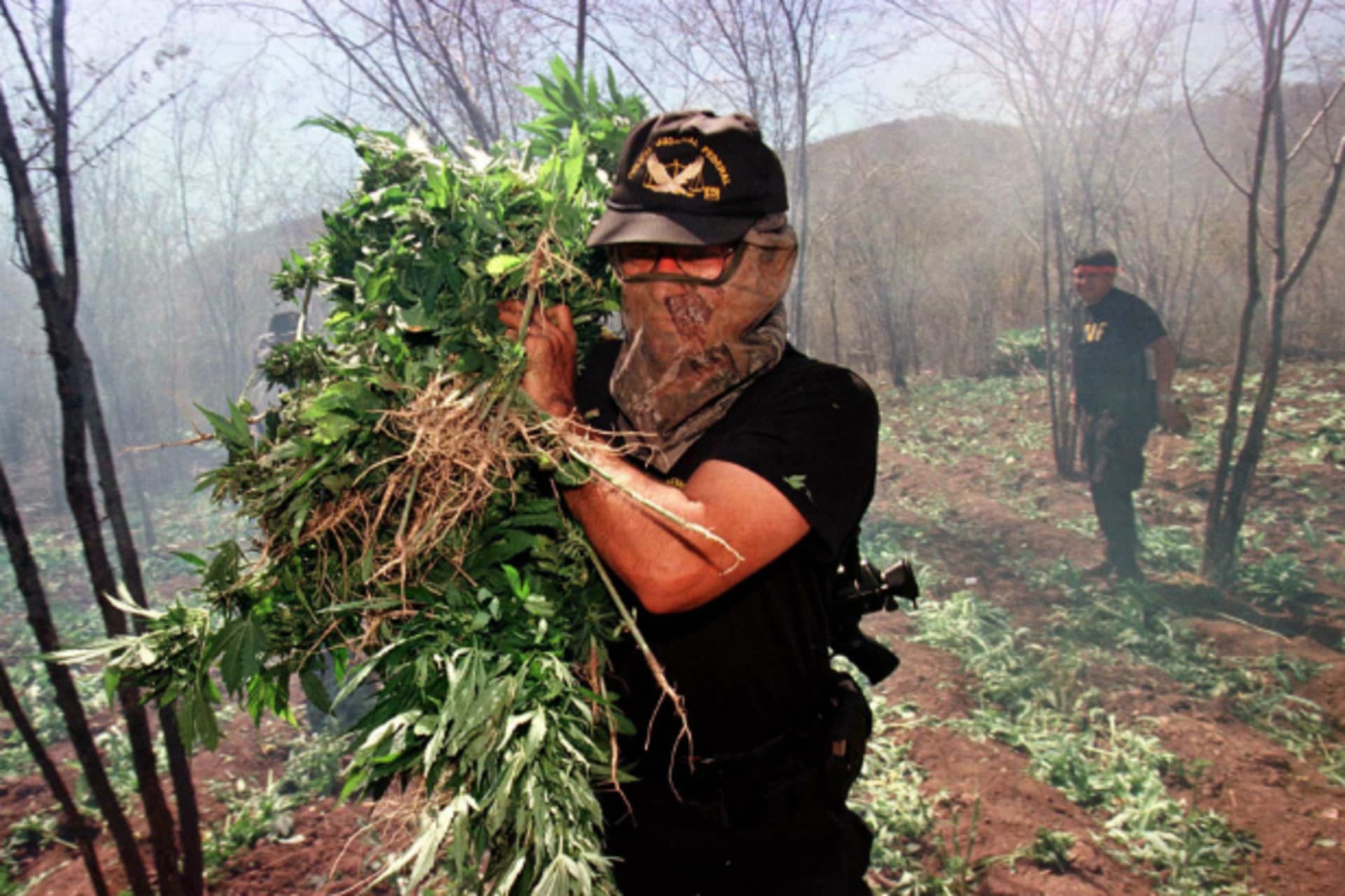 A Mexican Federal Judicial policeman carries uprooted marijuana plants towards a bonfire as smoke fills a clandestine plantation some four miles east of Santa Cruz de Alaya, in Sinaloa state.