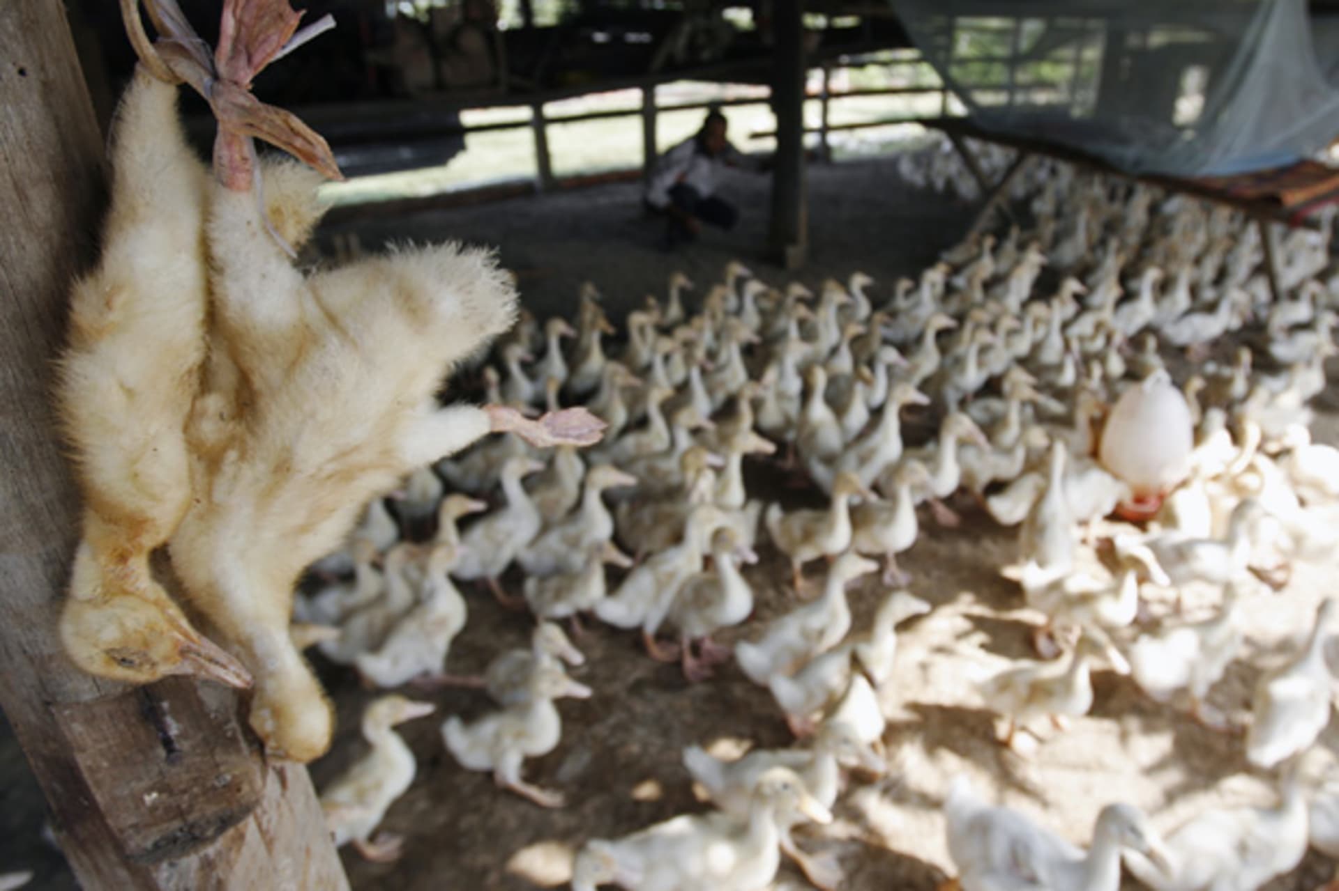 Dead ducks are hung at a farm in the outskirts of Phnom Penh December 17, 2008.