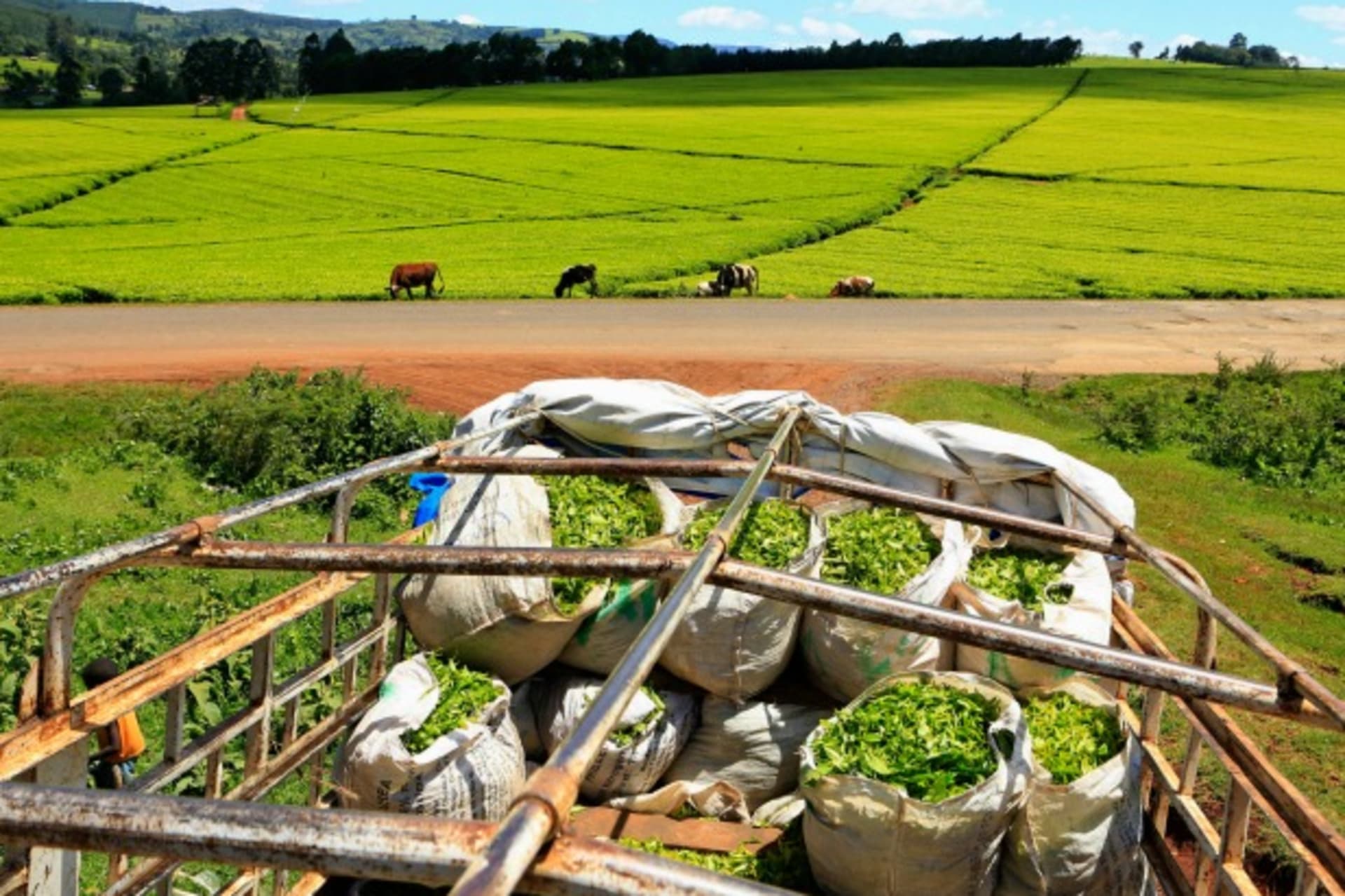 africa-economies